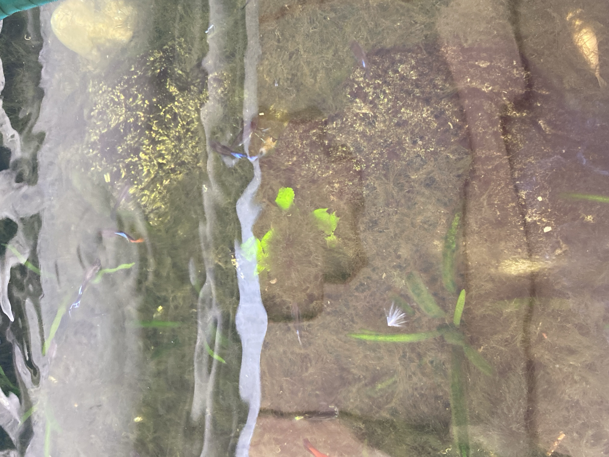 The image shows a close-up view of a shallow body of water with several small fish swimming. The water is murky and appears to be in an outdoor setting, possibly a pond or a container. There are strands of green aquatic plants and what looks like algae growing in the water. Rocks and sediment are visible on the bottom. The water surface is disturbed, creating ripples and distortions in the view of the submerged environment. A green hose or tube is partially visible at the top right corner of the frame. The overall impression is that of a natural or semi-natural aquatic habitat. The location is identified as Lambaro Kueh, Indonesia.
