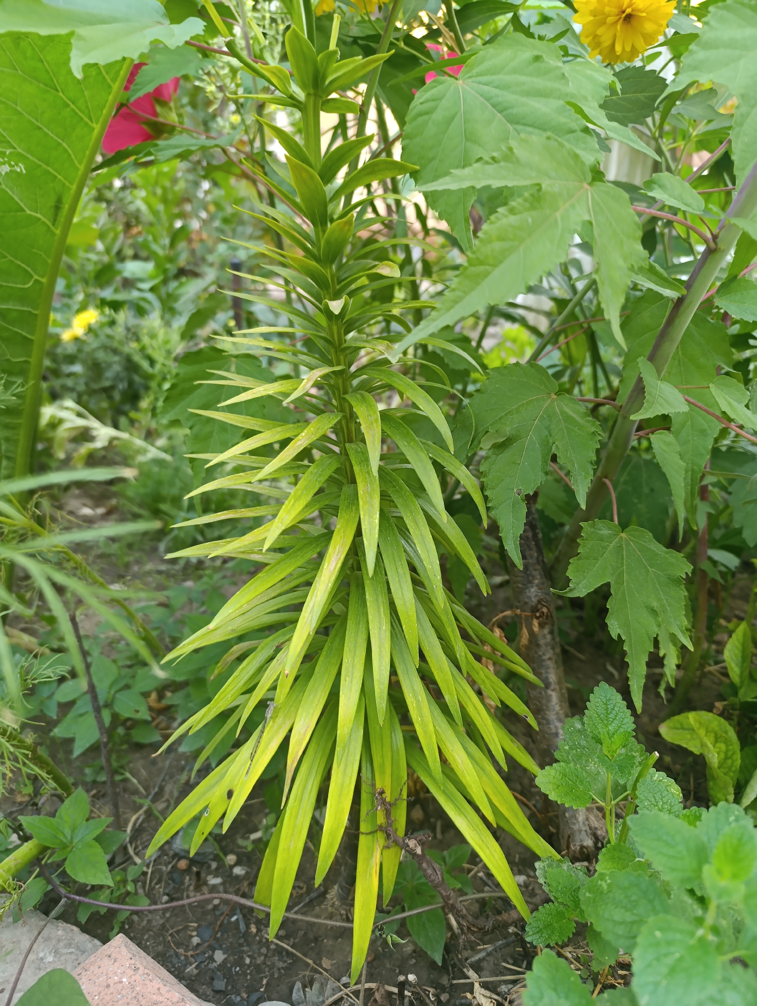 The image shows a close-up of a tall, thin plant with long, narrow green leaves that are pointed at the tips. The leaves are arranged in a spiral pattern around the central stem. The plant is in a garden setting with other green foliage and some red and yellow flowers visible in the background. The ground is covered with dirt and some small stones. There is a brick in the lower left corner of the image.