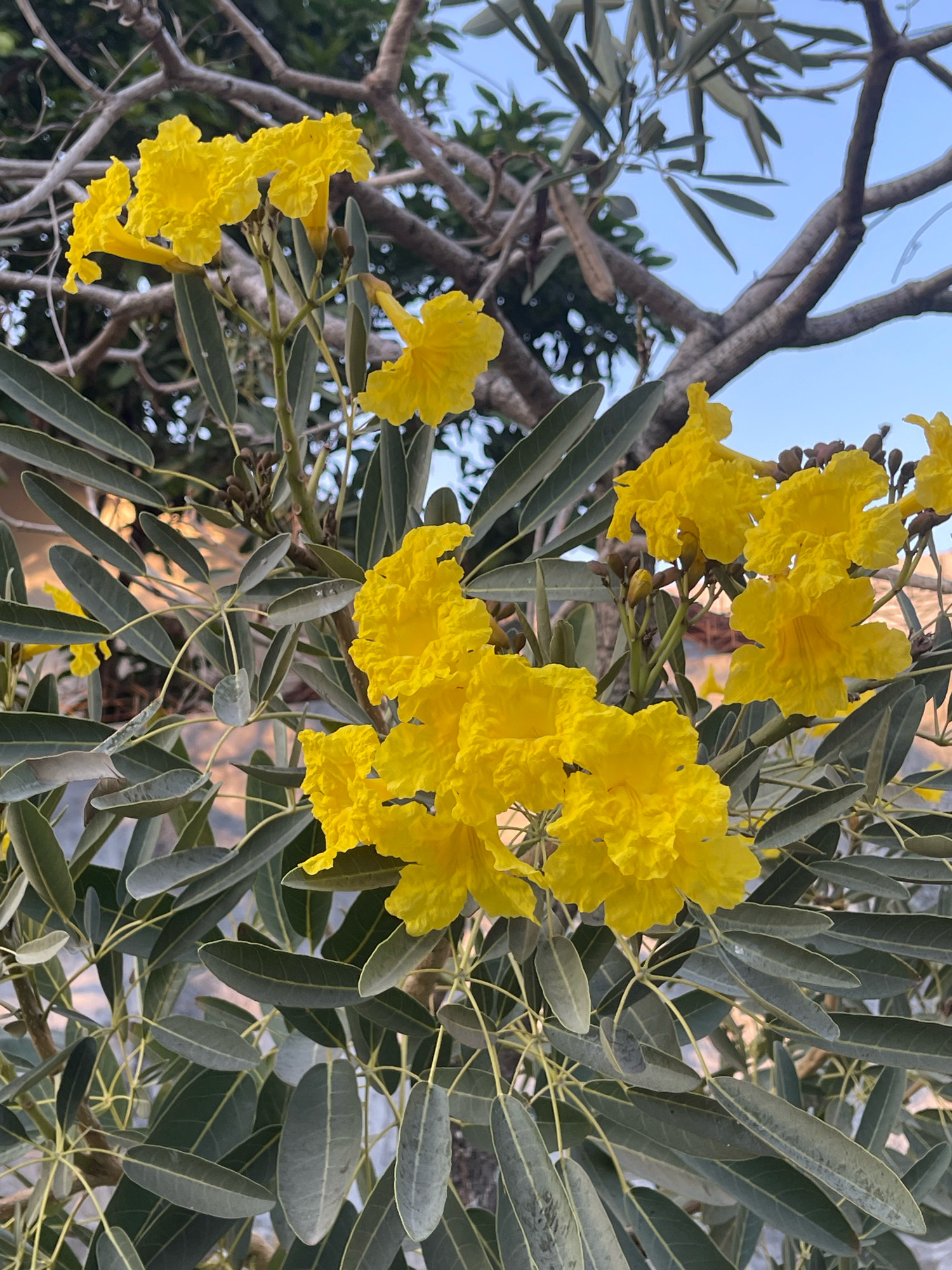 A cluster of bright yellow flowers is in full bloom on a tree branch, set against a soft blue sky. The flowers have delicate, ruffled petals and are accompanied by dark green, elongated leaves. The branches of the tree are bare and woody, with some thin twigs extending outwards. The overall scene is natural and serene, suggesting an outdoor setting.