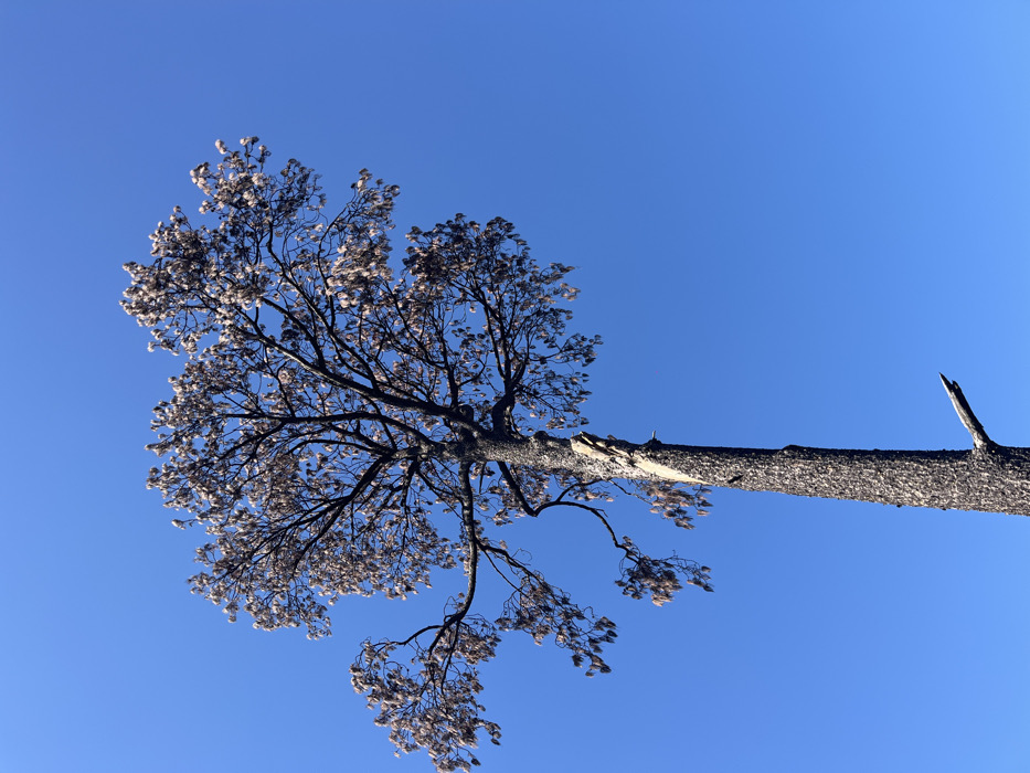 A low-angle shot showcases a tree against a clear blue sky. The tree's trunk stretches horizontally across the frame, ending in a broken branch. Its branches extend upwards, adorned with what appear to be pale, dried leaves or remnants. The tree's silhouette is dark, creating a stark contrast against the bright sky. The perspective emphasizes the height of the tree and its unique branch structure.