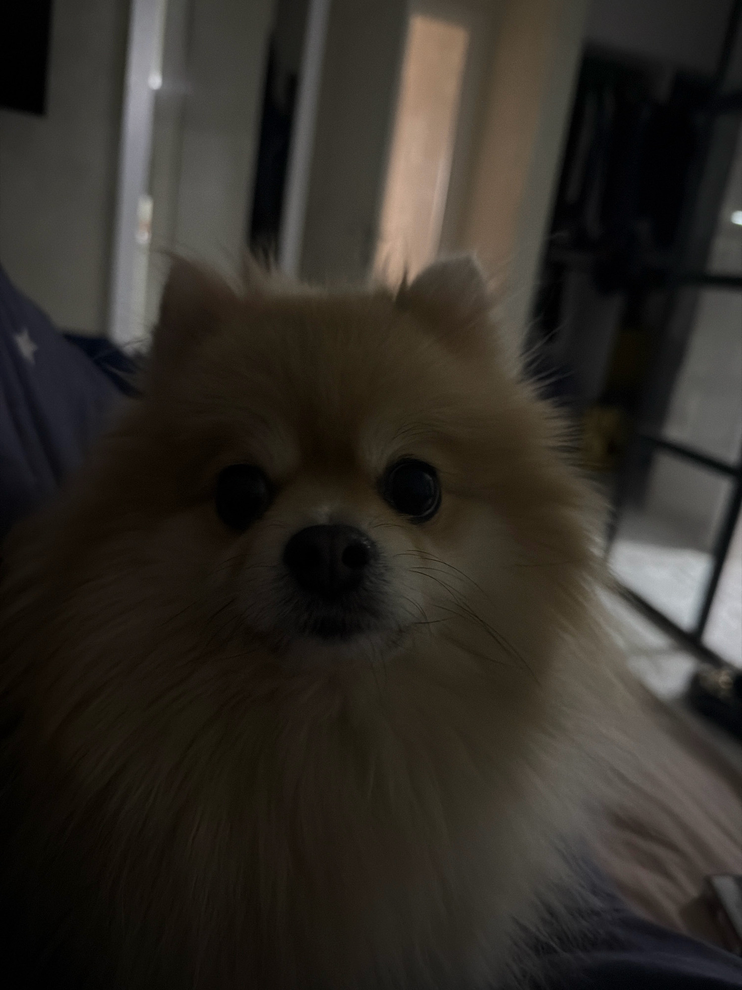 A Pomeranian dog, with light brown fur, is positioned in the foreground of the image, looking directly at the camera. The dog's fur is fluffy and covers its face, with its dark eyes and nose clearly visible. The background is dark and out of focus, suggesting an indoor environment. Hints of furniture and possibly a door or window frame are discernible in the dimly lit background. The image appears to be taken in a residential setting. There are no people or any other animals visible in the frame. The lighting is low, creating a moody and intimate atmosphere.