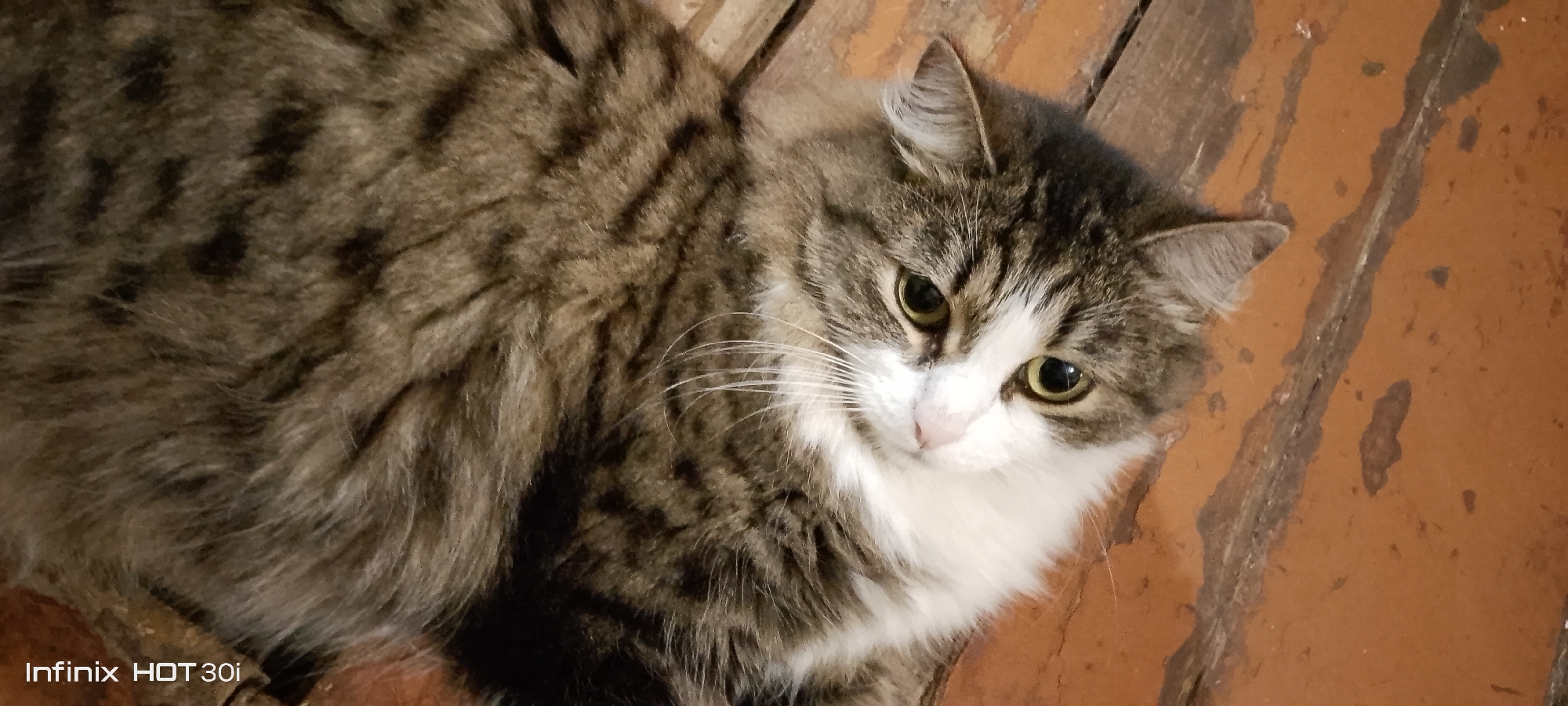 A medium-haired, tabby and white cat is lying on a wooden floor. The cat has brown and grey tabby markings on its back and sides, with white fur on its chest, chin, and around its nose. Its eyes are a light green color. The wooden floor appears to be old and has some worn patches. The image includes a watermark in the bottom left corner that reads "Infinix HOT 30i". The scene is indoors. The city of Kedrovy, Russia, is not depicted or referenced in this image.