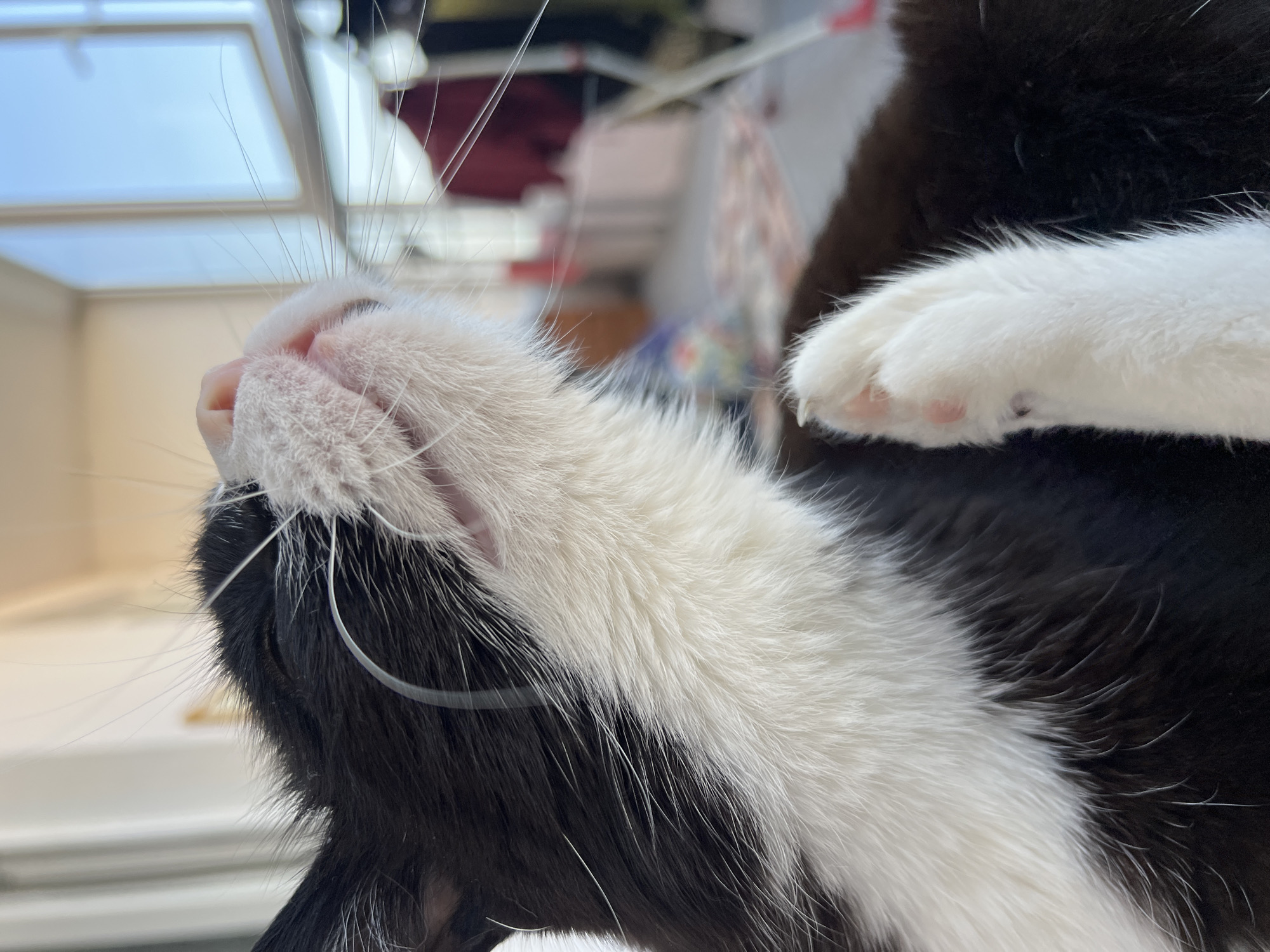 A close-up shot captures a black and white cat with its face tilted upwards, showing its nose, mouth, and whiskers. The cat's white paw with visible pink pads is raised in the foreground. The background is blurred, revealing a room with a window showing a bright sky. This image does not contain any identifiable landmarks or details that would indicate its location in Novosibirsk, Russia.