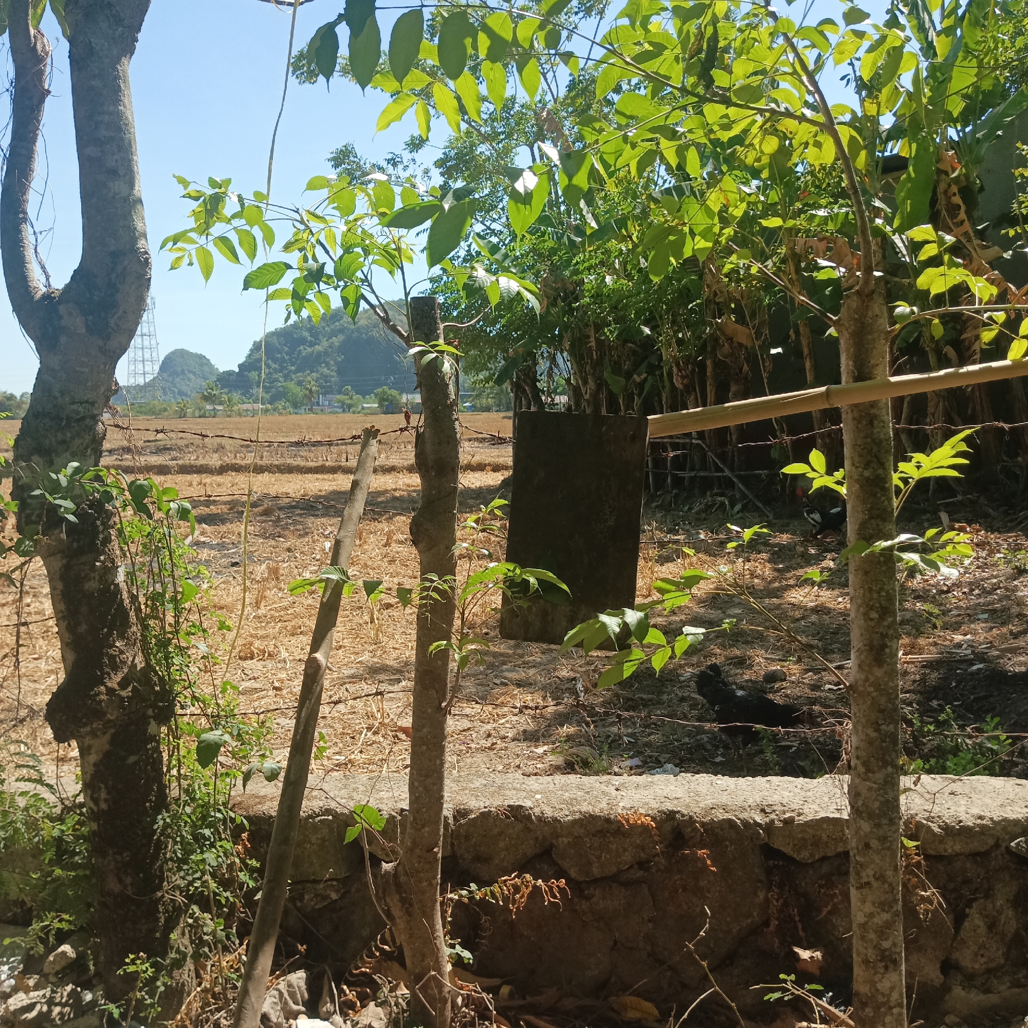 In Tumampua, Indonesia, a rural outdoor scene unfolds under a clear blue sky. In the foreground, a rough-hewn stone wall anchors the scene, with several trees of varying sizes casting shadows. The largest tree, on the left, has a thick, gnarled trunk, while a thinner, younger tree stands to its right, partially obscuring a bamboo fence. Beyond the fence, a field of dried, straw-like vegetation stretches towards a distant, lush green landscape dotted with trees. In the middle ground, a dark, rectangular object, possibly a stone slab, stands upright amidst the dry grass. A black chicken pecks at the ground to the right of this object, while another chicken, partially visible, is further to the left. Power lines and a transmission tower are visible in the far distance, silhouetted against a hazy, mountainous horizon.