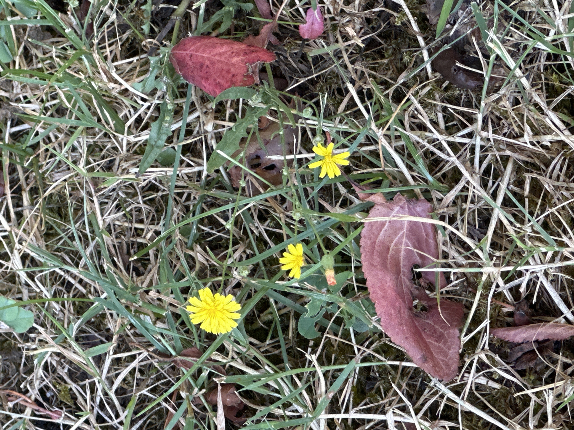 In Krefeld, Germany, a close-up, ground-level view captures a patch of dry, straw-like grass interspersed with green blades. Scattered amongst the vegetation are three small, yellow, daisy-like flowers. Two large, deep red leaves lie on the ground, one towards the bottom left and another near the upper right. A few smaller, pinkish-red leaves are also visible. The overall impression is of a natural, outdoor scene, possibly a park or garden, with elements of both late autumn foliage and persistent greenery. There are no people or animals present.