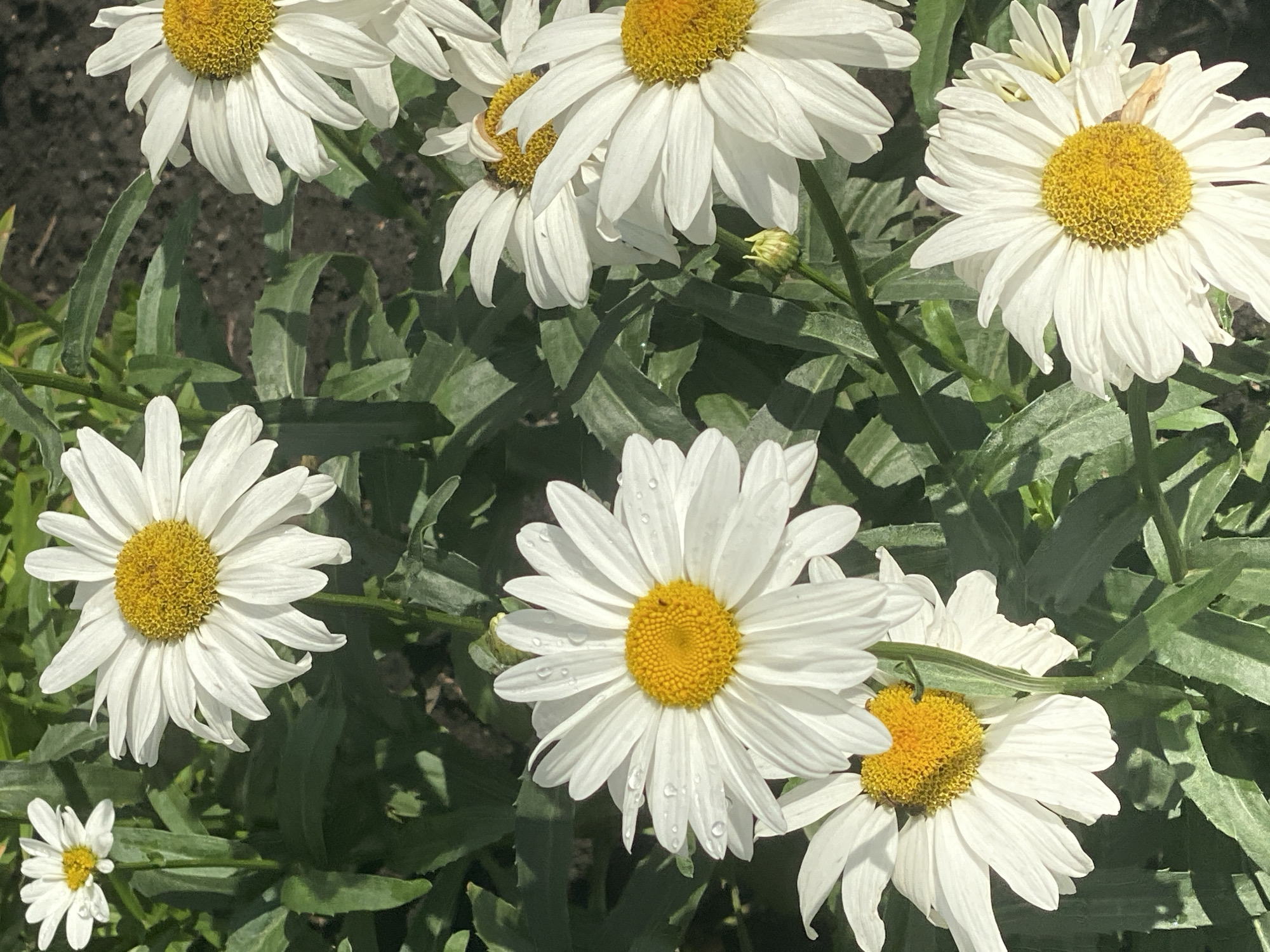 The image displays a close-up view of several white daisies with bright yellow centers, set against a backdrop of green foliage and dark soil. Some of the petals have small water droplets on them, suggesting recent rain or dew. The lighting indicates it is daytime, with sunlight casting shadows. The scene appears to be a garden or natural outdoor setting. There are no people or specific landmarks visible to determine a location within Novokuznetsk, Russia.