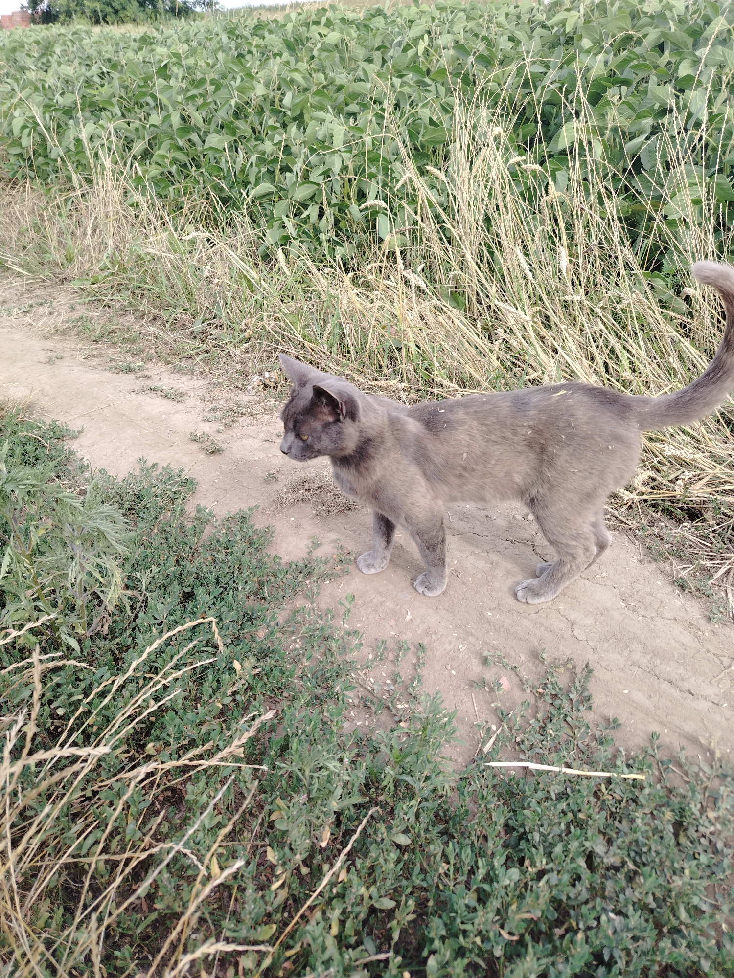 A gray cat stands on a dirt path next to a field of green plants and dry grass. The cat is facing to the left, with its head turned slightly downwards. The path is dirt and dry, with some cracks and pebbles visible. To the left of the path is a patch of green leafy plants, and to the right and behind the cat is a field of tall, green plants that appear to be crops, possibly soybeans, and dry, straw-like grass. The sky is not visible in the frame. The location is a rural setting outside the city of Molodiia, Ukraine.