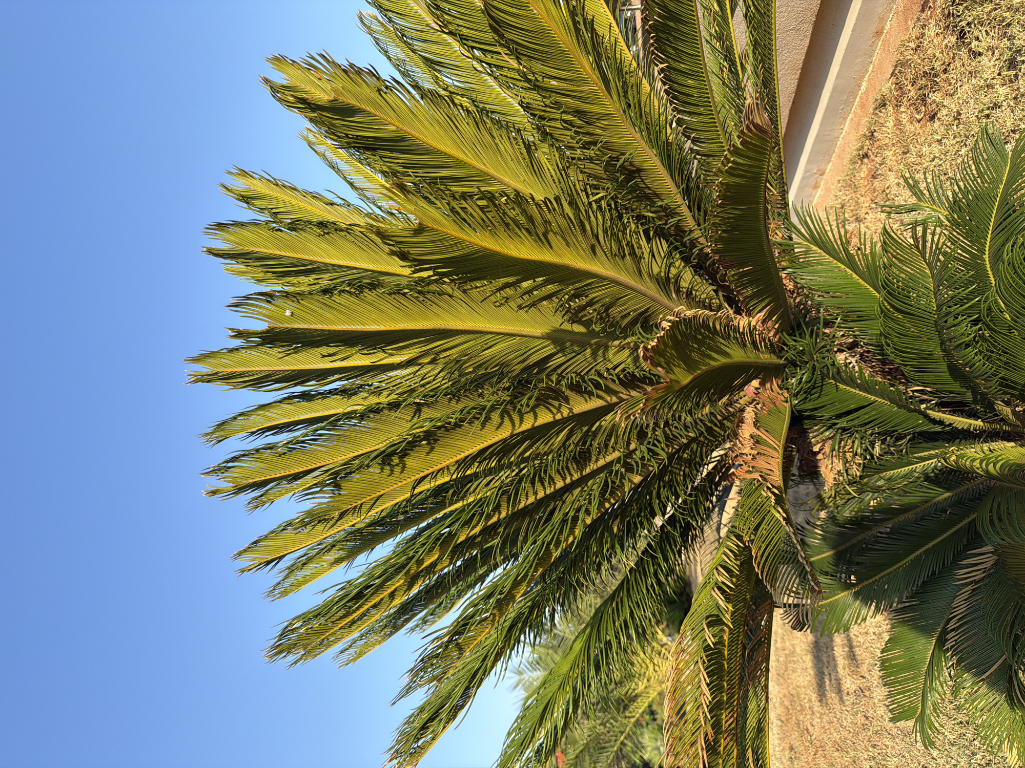 The image shows a cycad plant in the foreground, with its fronds fanning out against a clear blue sky. The fronds are a vibrant green, with some yellowing towards the tips, indicating they are likely catching the sunlight. The plant is situated on dry, light brown ground, with hints of more greenery and other plants visible in the background. A light-colored concrete structure or wall is also partially visible to the right. The scene appears to be outdoors, in a sunny environment. The location is identified as Viglafia, Greece.