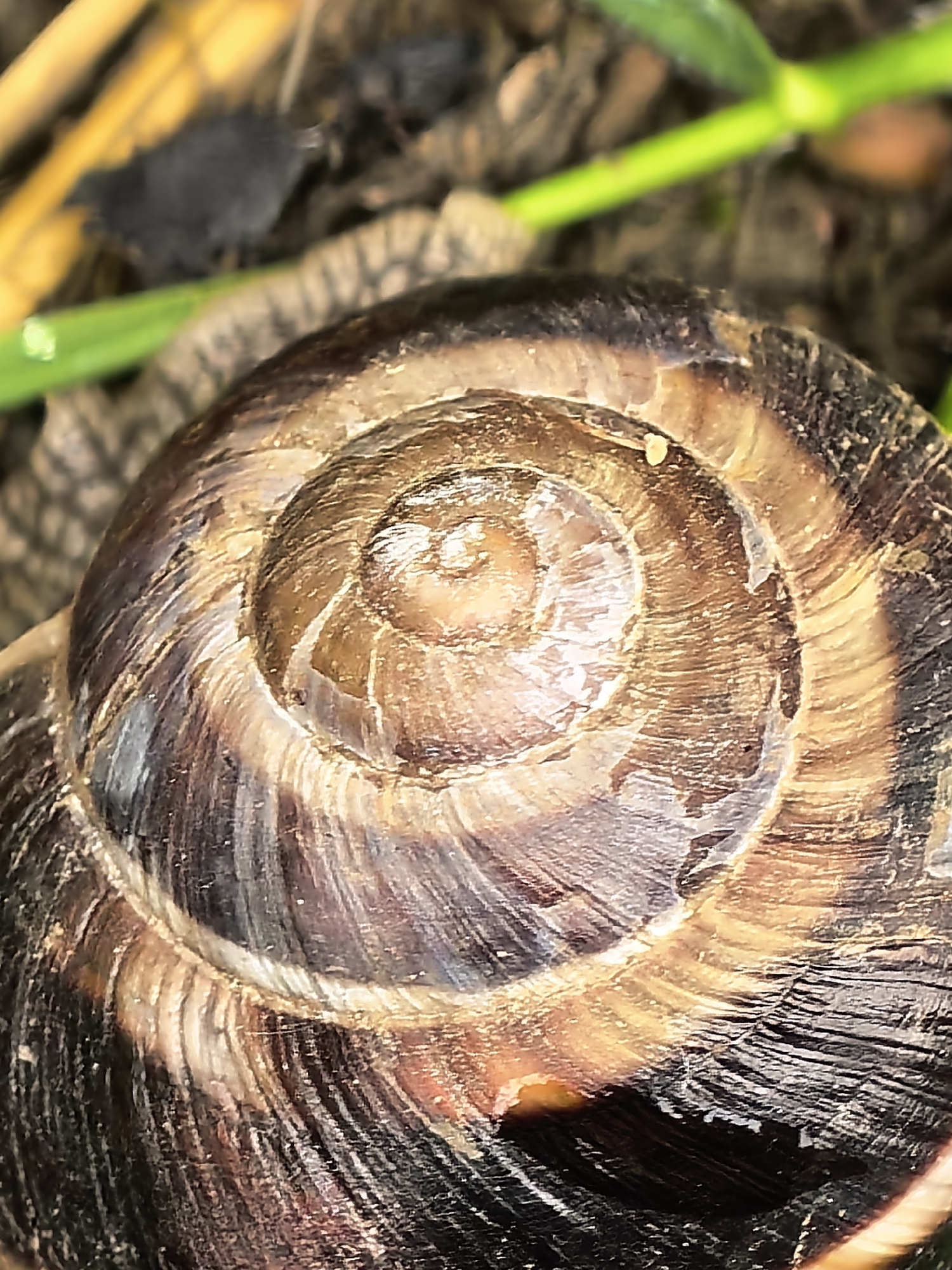 A detailed macro photograph captures the top of a snail's shell, focusing on its intricate spiral pattern. The shell displays various shades of brown, ranging from dark, almost black, to lighter, warmer browns and hints of amber. Distinct growth lines and textural ridges are visible across the shell's surface, enhancing its natural, weathered appearance. The spiral coils tightly inwards to a central apex, with some areas exhibiting a slight sheen or luminescence.
The background is softly out of focus, suggesting a shallow depth of field. Blurred elements of vibrant green grass or plant stems are visible, along with dried, yellowish-brown organic matter, likely fallen leaves or straw. This indicates an outdoor, natural setting, possibly a garden or forest floor. There are no people or discernible activities taking place, and no visible text. The lighting suggests it is daytime, providing clear illumination for the close-up shot.