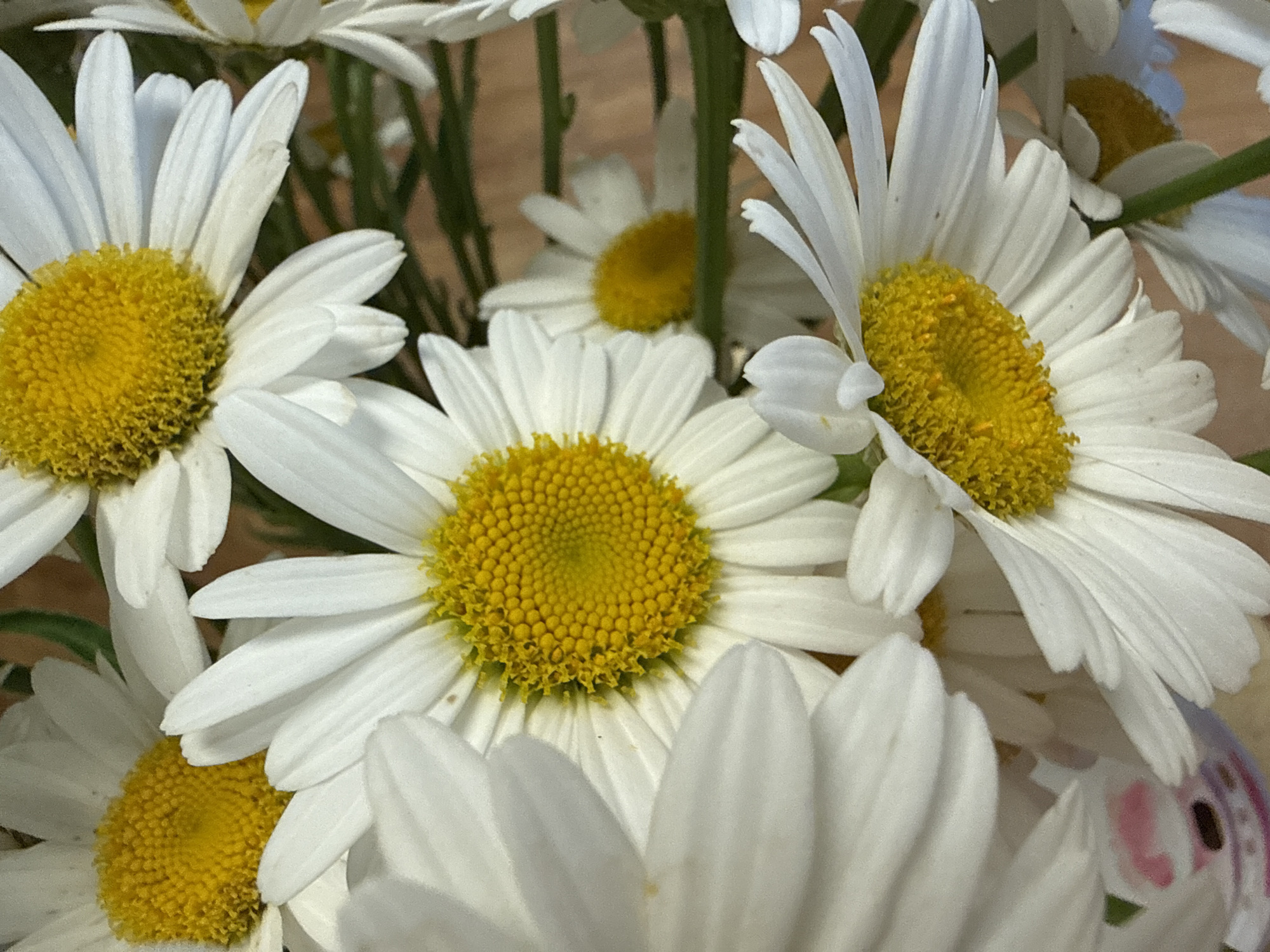 The image displays a close-up of a bouquet of white daisies with bright yellow centers. The flowers are arranged in a way that suggests they are either in a vase or being held. Some petals appear slightly wilted, and there are subtle variations in their white color, with some hints of brown or yellowing at the tips. The background is blurred, but appears to be a warm, earthy tone, possibly wood grain or a textured surface. There is a hint of green foliage interspersed among the flowers. In the lower left portion of the image, a small fragment of a pink and white patterned object is visible, suggesting it might be part of a wrapping or a decorative element associated with the bouquet. The lighting is soft and natural, highlighting the texture and form of the daisy petals and their vibrant centers. The image does not contain any identifiable landmarks or features that would indicate a specific location within Rome, United States of America.