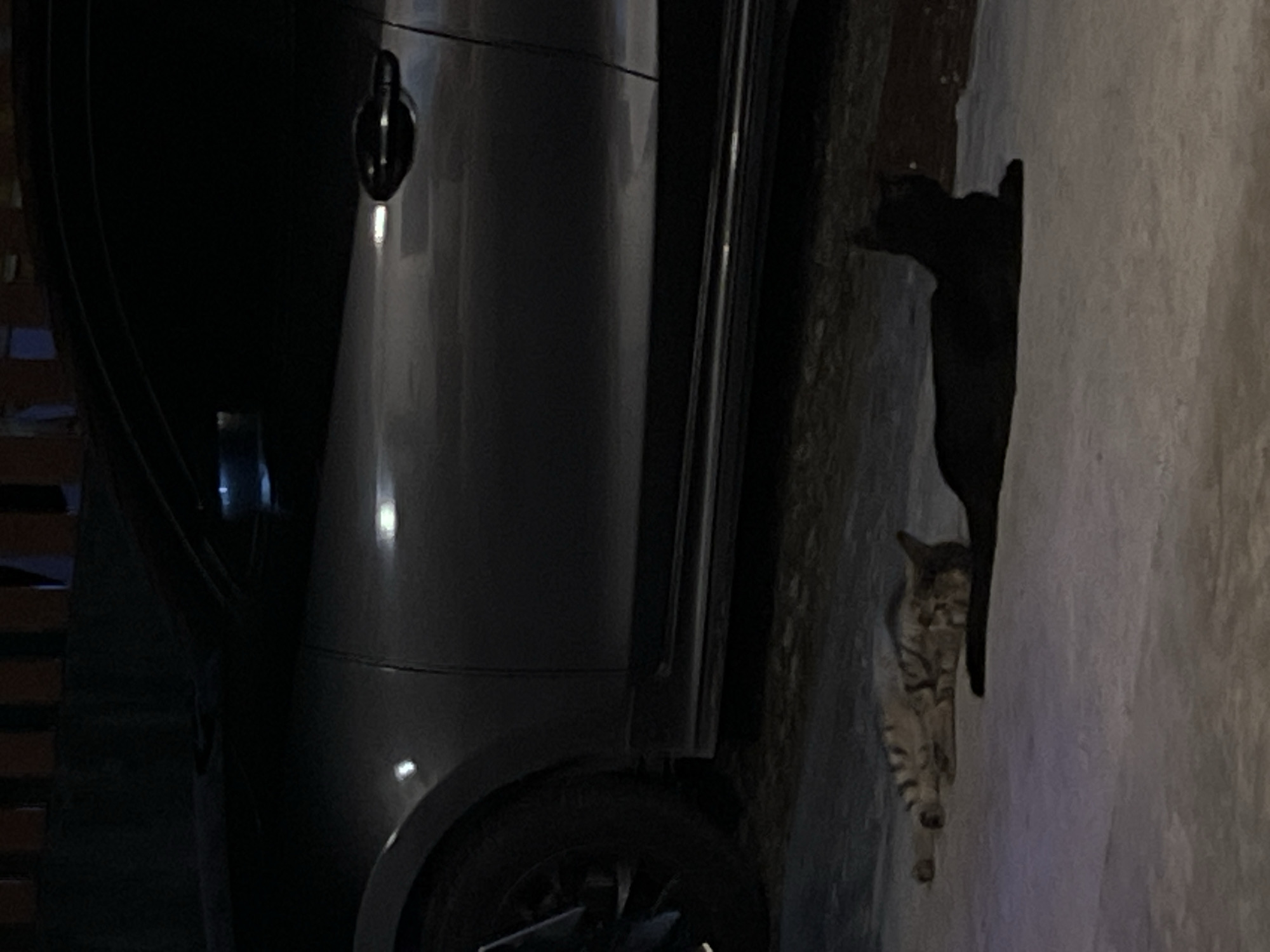 The image shows two cats lying on a paved surface next to a dark-colored car. The cat on the left is a tabby with stripes and is lying on its side. The cat on the right is black and is lying down. The car is parked and takes up a significant portion of the background. The lighting suggests it is nighttime or a dimly lit area. The ground appears to be concrete or asphalt, with some scattered debris.