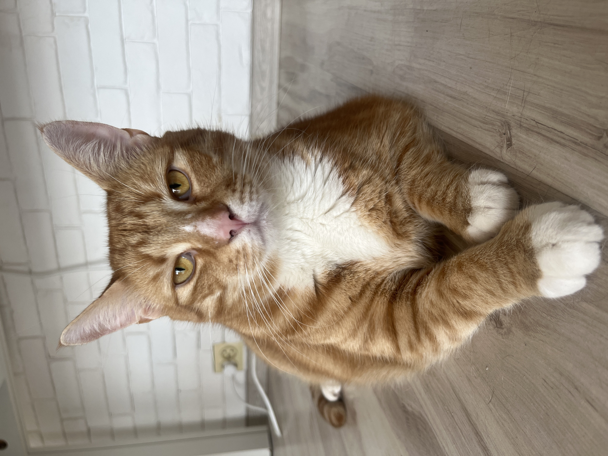 An orange tabby cat with white markings is lying on a wooden floor in front of a white brick wall. The cat is facing forward with its paws crossed. The cat has yellow eyes and a pink nose. The background is a white brick wall with a power outlet visible. The floor is a light-colored wood. The image does not depict any location in the city of Zabrze, Poland.