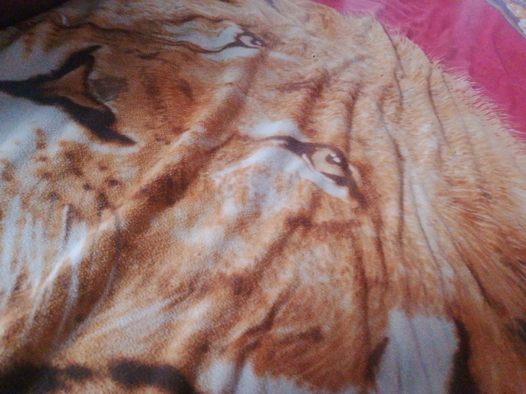 The image shows a close-up of a blanket with a printed lion's face on it. The blanket is mostly orange and brown, with white and black markings depicting the lion's features. A small part of a red surface is visible in the upper right corner. There is no evidence of location or information about Juan Griego, Venezuela.