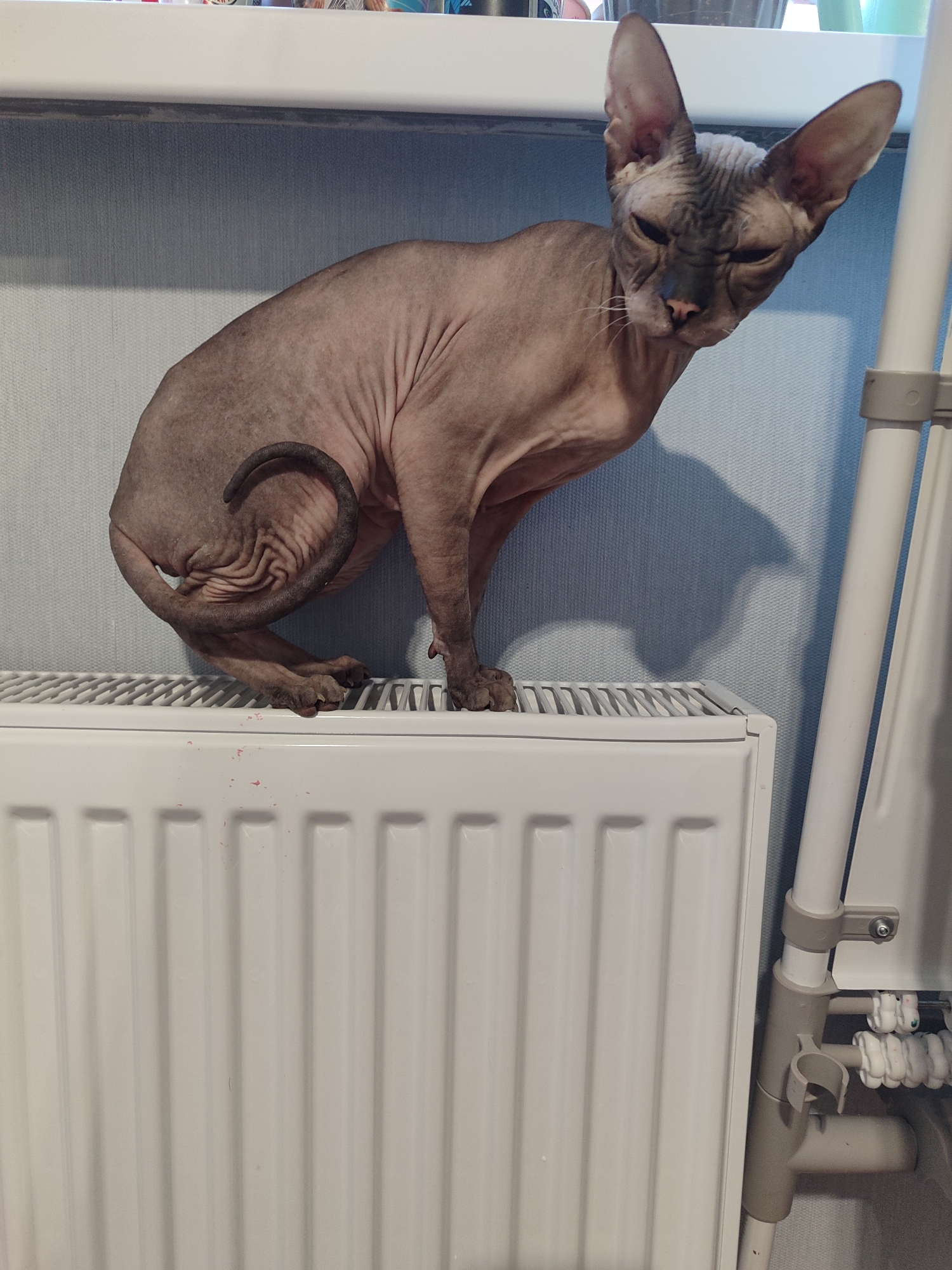 A Sphynx cat stands on a white panel radiator in an indoor setting. The cat, with its distinctive hairless and wrinkled skin, is primarily taupe and grey, featuring darker grey markings on its face and tail. It faces the viewer with a slightly tilted head and narrowed eyes, giving it a somewhat serious or intense expression. Its large ears are upright. The cat's tail is tightly curled against its left hind leg.
The white radiator occupies the lower portion of the image, with faint reddish-pink smudges visible on its top surface near the cat's paws. Behind the cat is a light blue, textured wall, possibly wallpaper. Above the cat's head, a white shelf or windowsill is visible. To the far right, a white vertical pole structure runs parallel to the wall, with some grey attachments. Bright, likely natural light illuminates the scene, casting subtle shadows on the wall. No text is visible in the image.