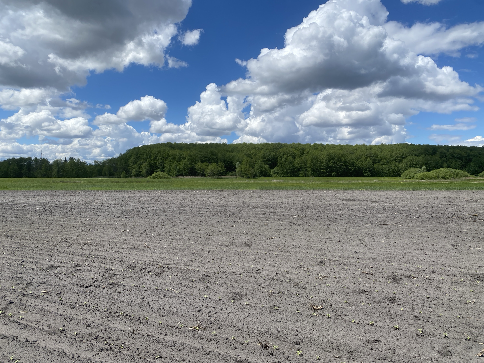 The image depicts a recently plowed field under a bright blue sky with scattered cumulus clouds in Matyashivka, Ukraine. A strip of green vegetation separates the field from a line of dense trees in the background. The soil in the field appears damp and shows rows indicating recent cultivation, with emerging small seedlings visible across the area. There are no visible people, animals, or man-made structures. The environment is rural and agricultural.