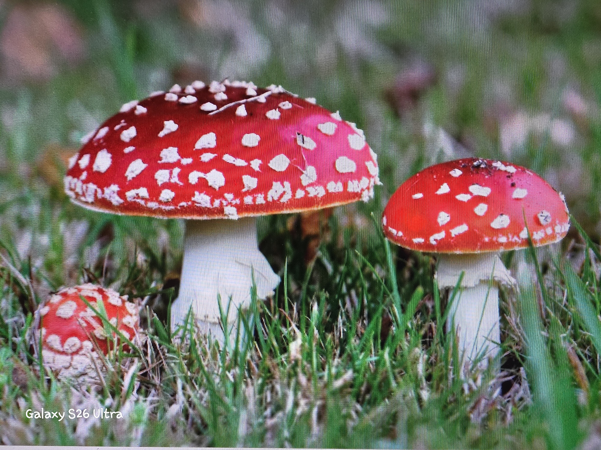 Three Amanita muscaria mushrooms, also known as fly agaric, are growing in a grassy area. The largest mushroom is in the foreground to the left, with a vibrant red cap covered in white spots and a thick white stem. To its right is a smaller, partially visible mushroom of the same species. In the background, another, even smaller mushroom is visible, also with a red, spotted cap and white stem. The mushrooms are surrounded by green grass and some fallen brown leaves, suggesting an outdoor, natural setting. The image also contains a watermark in the bottom left corner that reads "Galaxy S26 Ultra". There are no people or any man-made structures visible in the frame. The exact location within the city of Plovdiv, Bulgaria cannot be determined from the visual information provided.