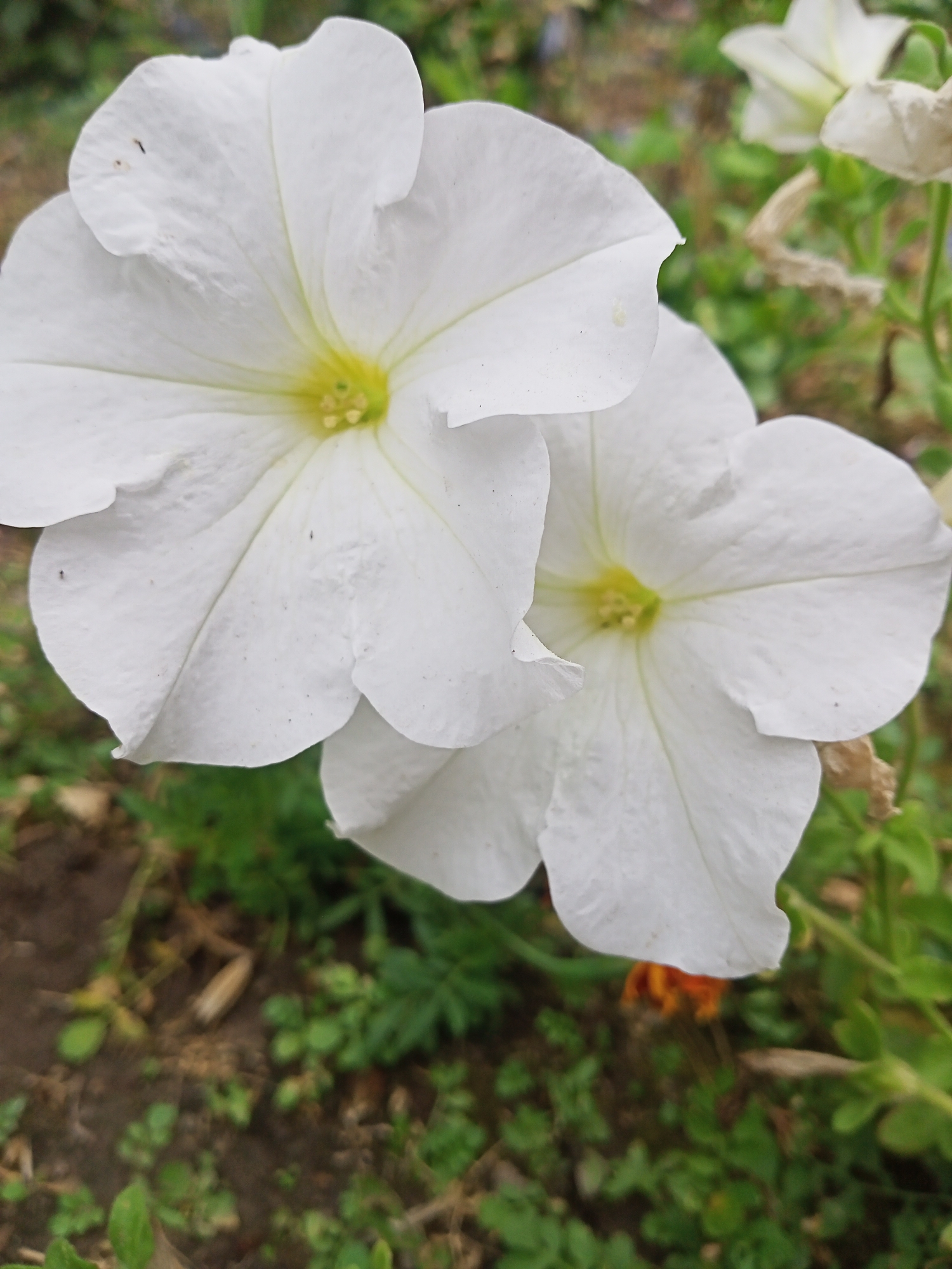 Two white petunias are in focus in the foreground, with their centers exhibiting a pale yellow hue. The petals of the flowers are broad and slightly ruffled, with a matte texture. The background is softly blurred, revealing green foliage and brown soil, suggesting an outdoor garden setting. The image appears to be taken in Sokuluk, Kyrgyzstan, as per the prompt's contextual information.
