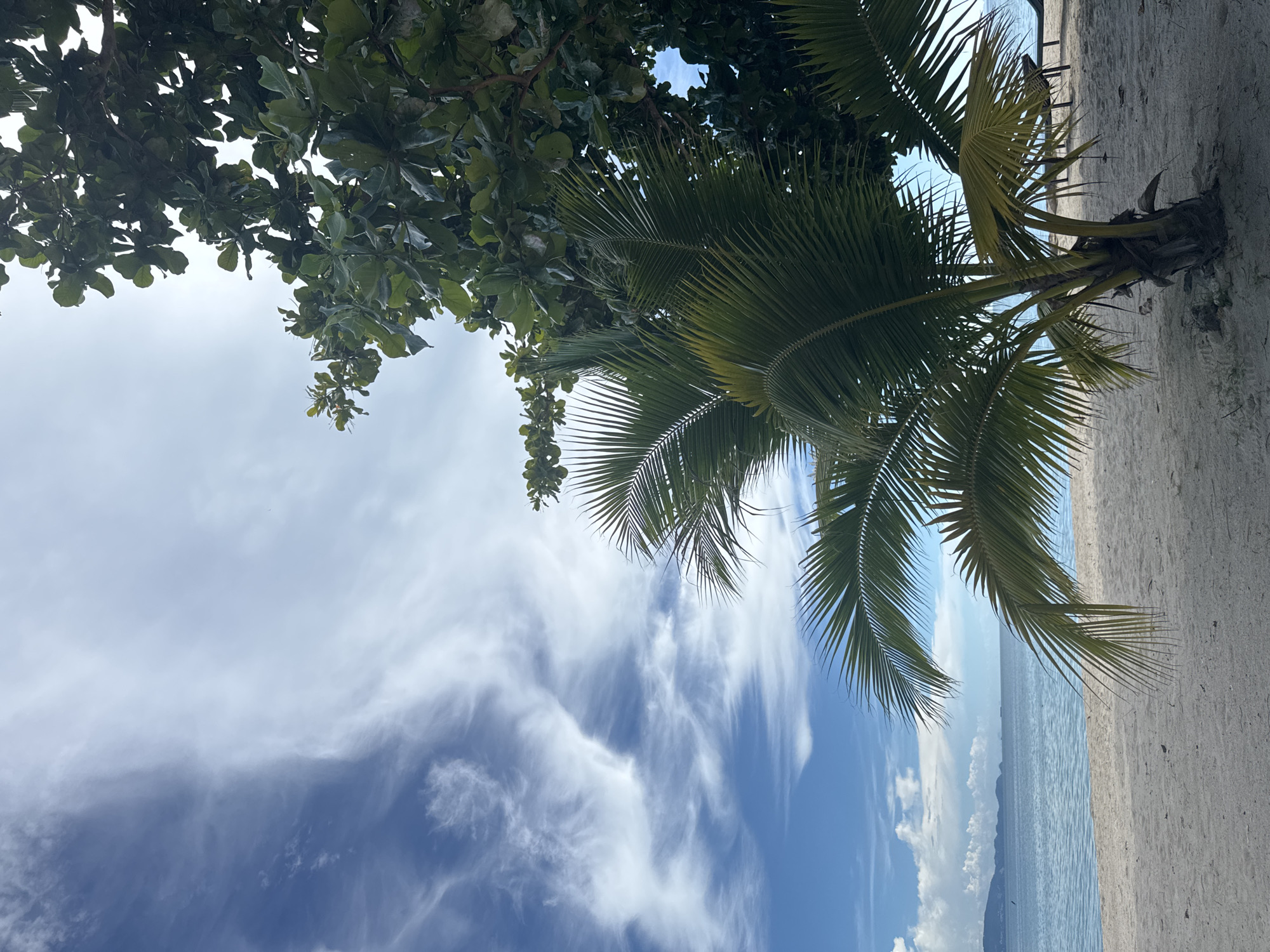 The image shows a tropical beach scene in ตำบลเกาะพะงัน, Thailand. In the foreground, a young palm tree stands on a sandy beach. The palm tree has green fronds and a rough, brown trunk. To the right, a larger tree with broad, dark green leaves partially shades the palm tree. The beach extends to a calm, blue ocean, with a faint outline of islands in the distance. The sky above is a vibrant blue with wispy white clouds. The overall impression is one of a serene and sunny day at the beach.
