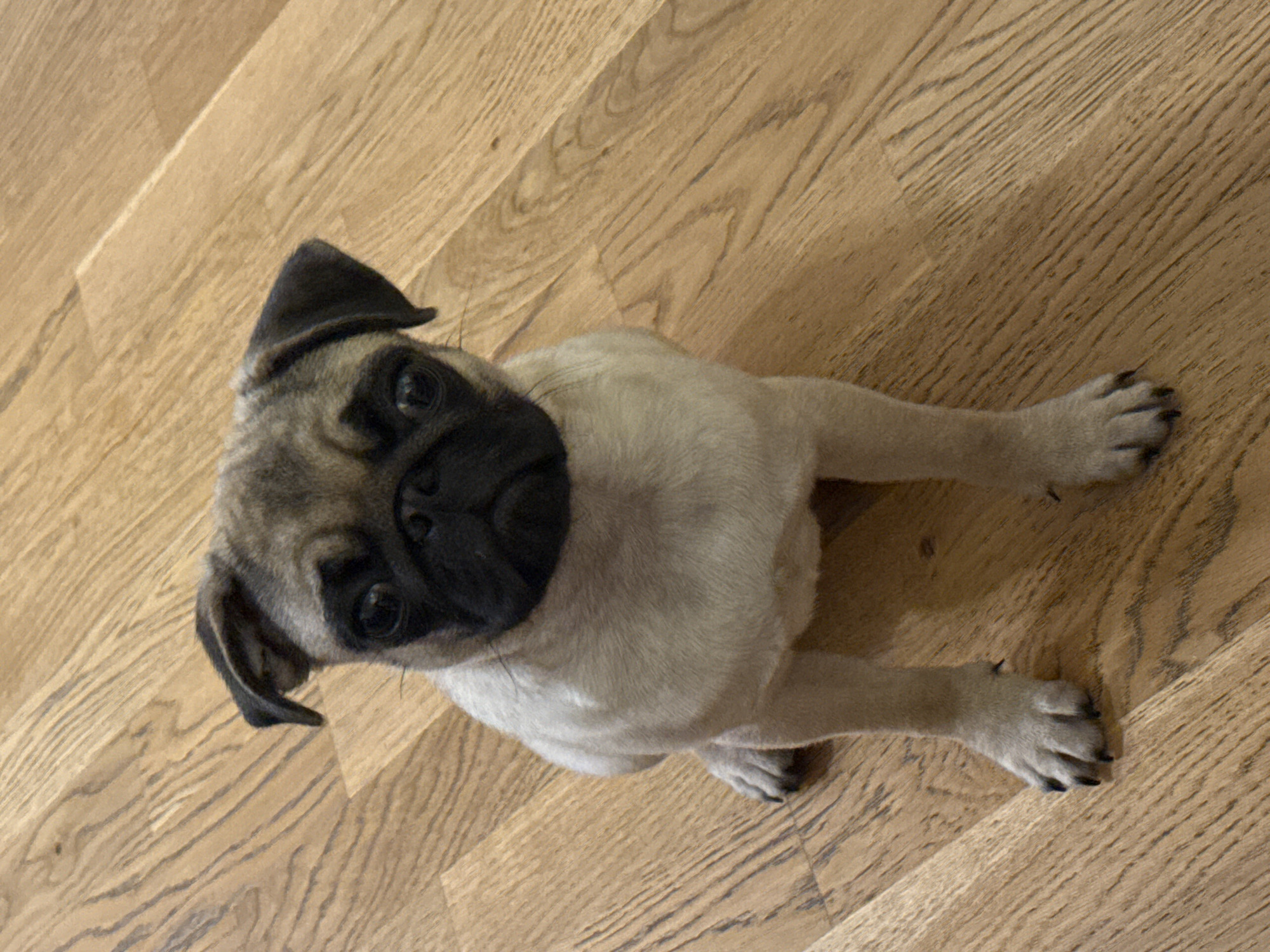 A fawn-colored pug puppy sits on a wooden floor. The puppy is facing the camera and looking directly at it with its ears perked up. Its black mask covers its muzzle and extends up to its eyes. The wooden floor has a light brown color with visible grain patterns. The lighting is soft, casting a faint shadow behind the puppy. The environment is indoors, likely a home, with no other objects or people visible in the frame.