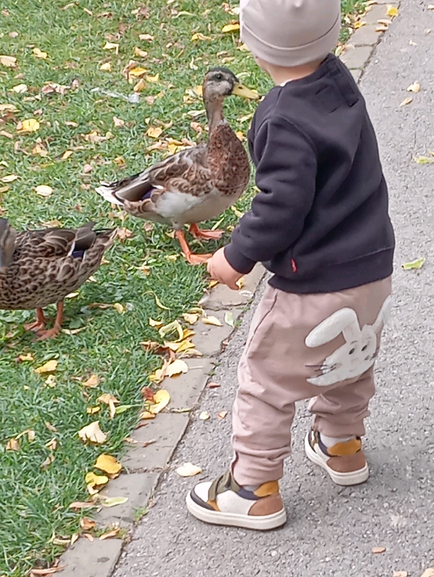In Baden, Austria, a young child wearing a beige hat, a dark hoodie, and light brown pants with a white bunny appliqué on the rear, stands on a paved path next to a grassy area with fallen leaves. The child is facing away from the camera and appears to be interacting with two ducks on the grass. One duck, a mallard, is close to the child's feet, while another mallard is further to the left. The scene is set outdoors, possibly in a park or by a pond, given the presence of ducks and the natural environment.