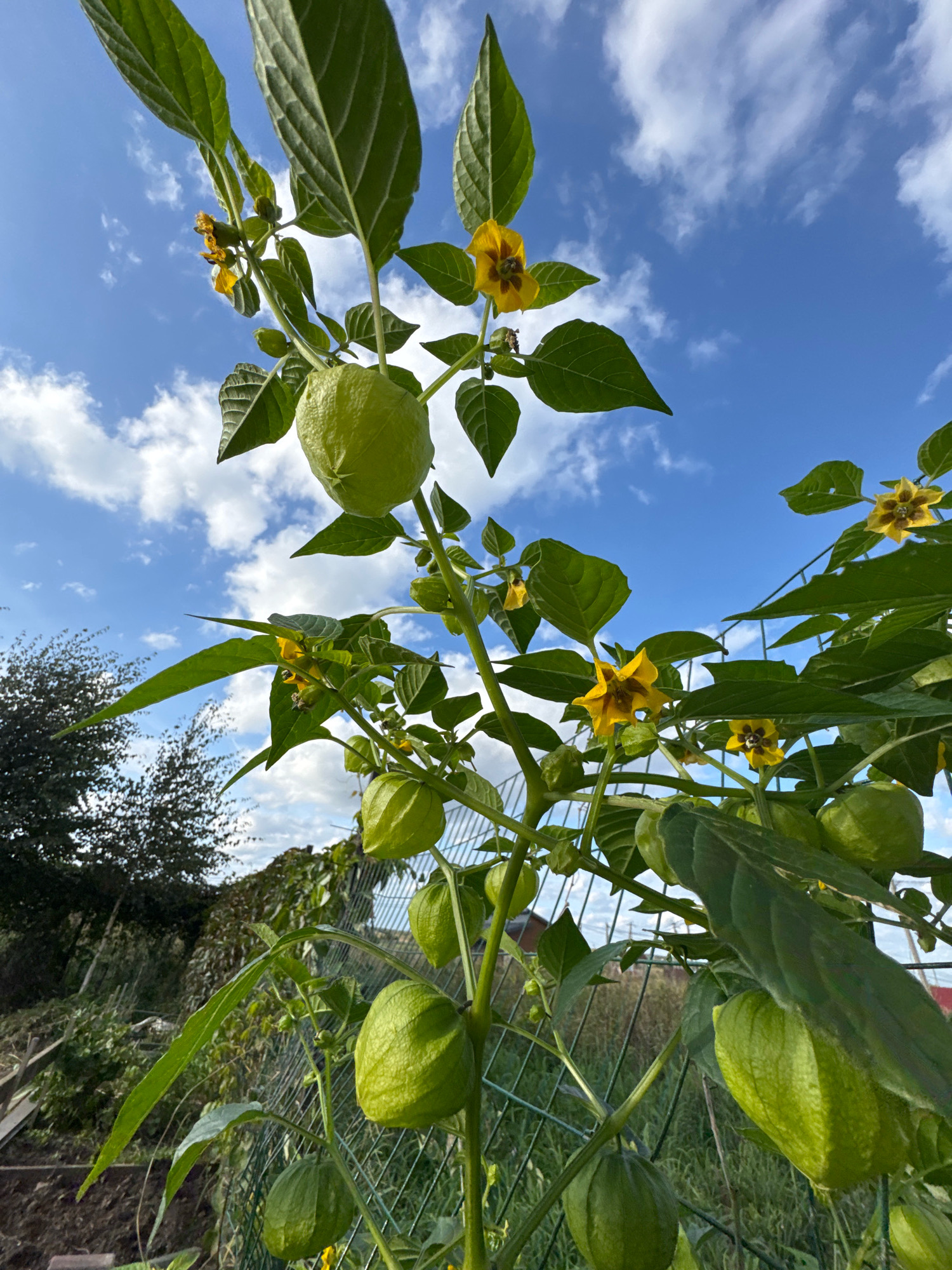 The image displays a close-up, low-angle view of a tomatillo plant laden with green fruit and yellow flowers against a backdrop of a blue sky with scattered white clouds. The plant is supported by a wire fence. In the background, there are trees and vegetation, suggesting an outdoor garden or rural setting. The overall lighting indicates daytime. No people are visible in the image. The location in Kempelevo, Russia is inferred from the prompt.