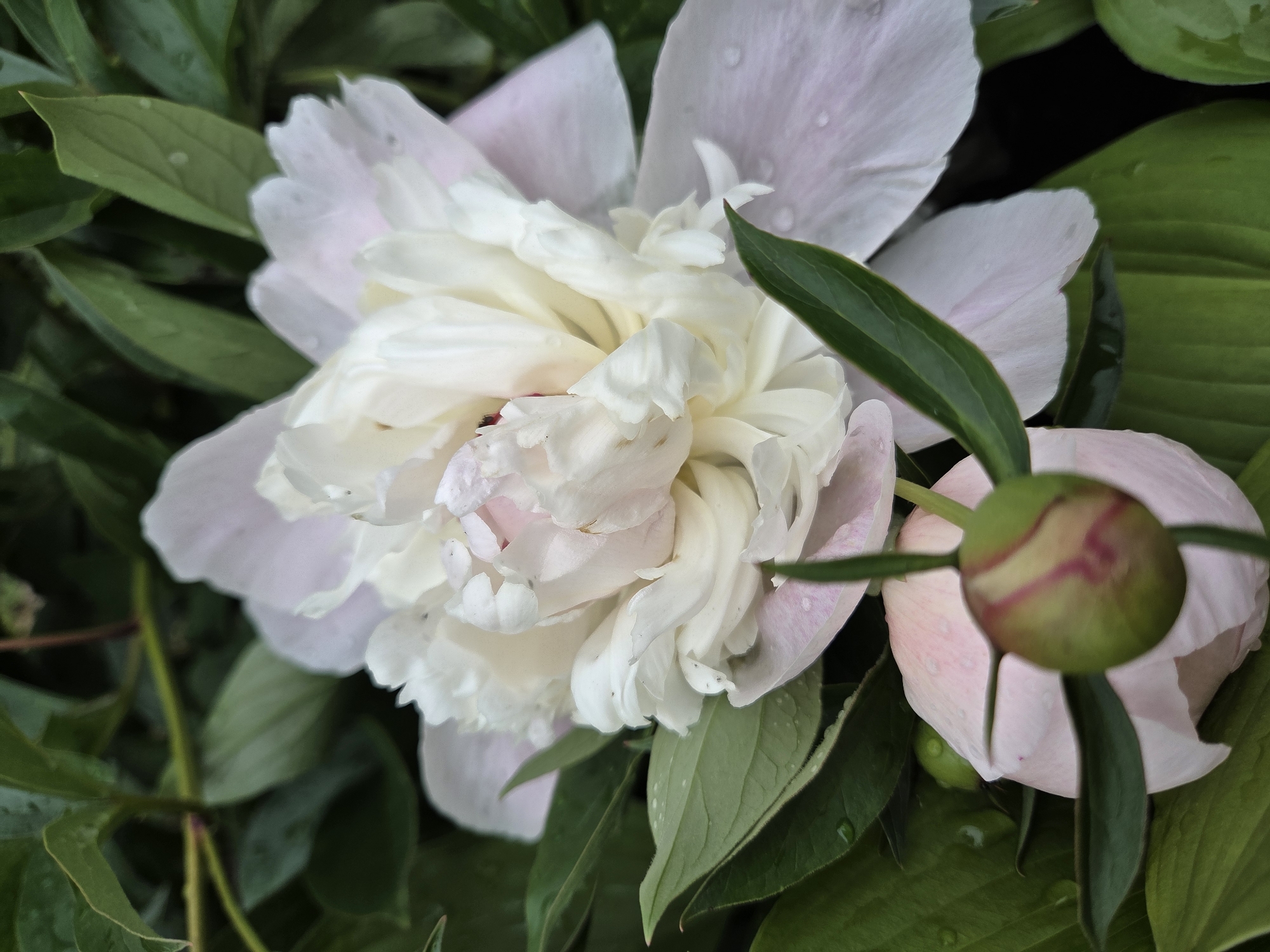 The image shows a close-up of two peony flowers and their buds surrounded by dark green foliage. The larger flower in the foreground is mostly white with some pale pinkish hues, and its petals are delicate and layered. The smaller bud in the lower left corner is partially open, revealing pinkish petals within its green sepals, and a tiny green bud is visible behind it. The leaves are wet, suggesting it may have recently rained. The image is taken from a top-down perspective. There are no people or animals present. The scene is set outdoors in a garden or natural environment, likely in Birobidzhan, Russia, given the context of the prompt.