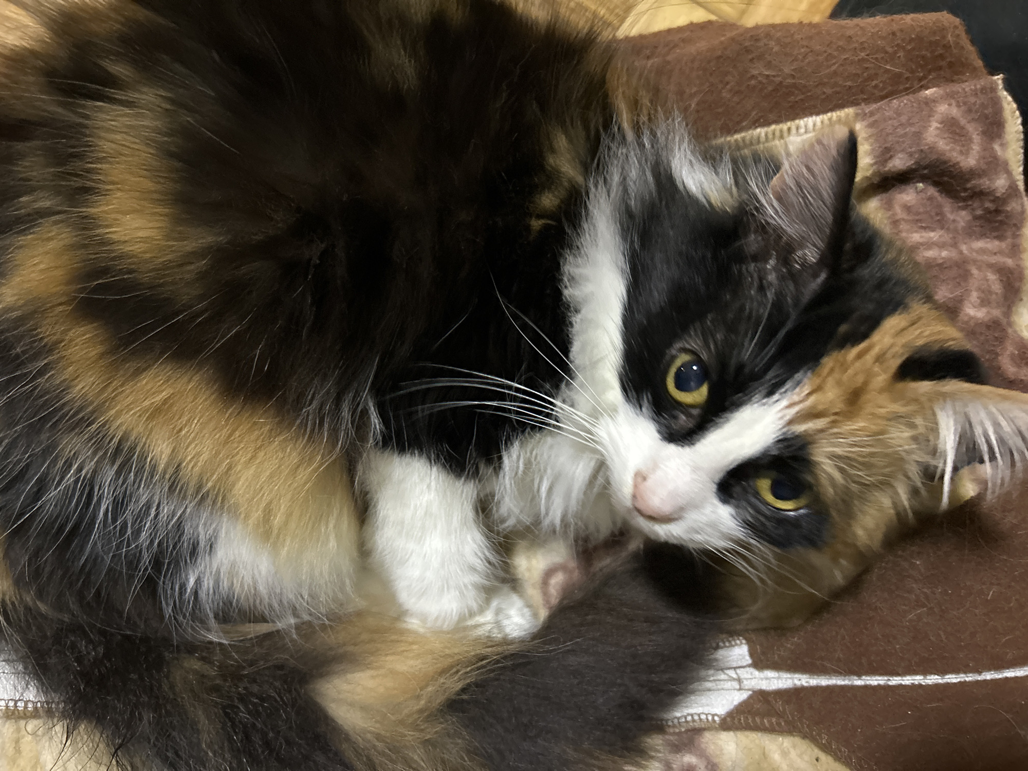 A calico cat with black, white, and orange fur is lying on its back on a brown and beige patterned blanket. The cat's head is tilted upwards, and its yellow eyes are open and looking at the camera. Its mouth is slightly open, revealing a pink tongue. The cat's fur is long and fluffy, and its whiskers are long and white. The blanket appears to be made of a soft material, possibly fleece. The lighting in the image is warm and appears to be natural light, suggesting the photo was taken indoors during the day. There is no discernible background beyond the blanket. The image does not provide any information about the cat's location within Buenos Aires, Argentina.