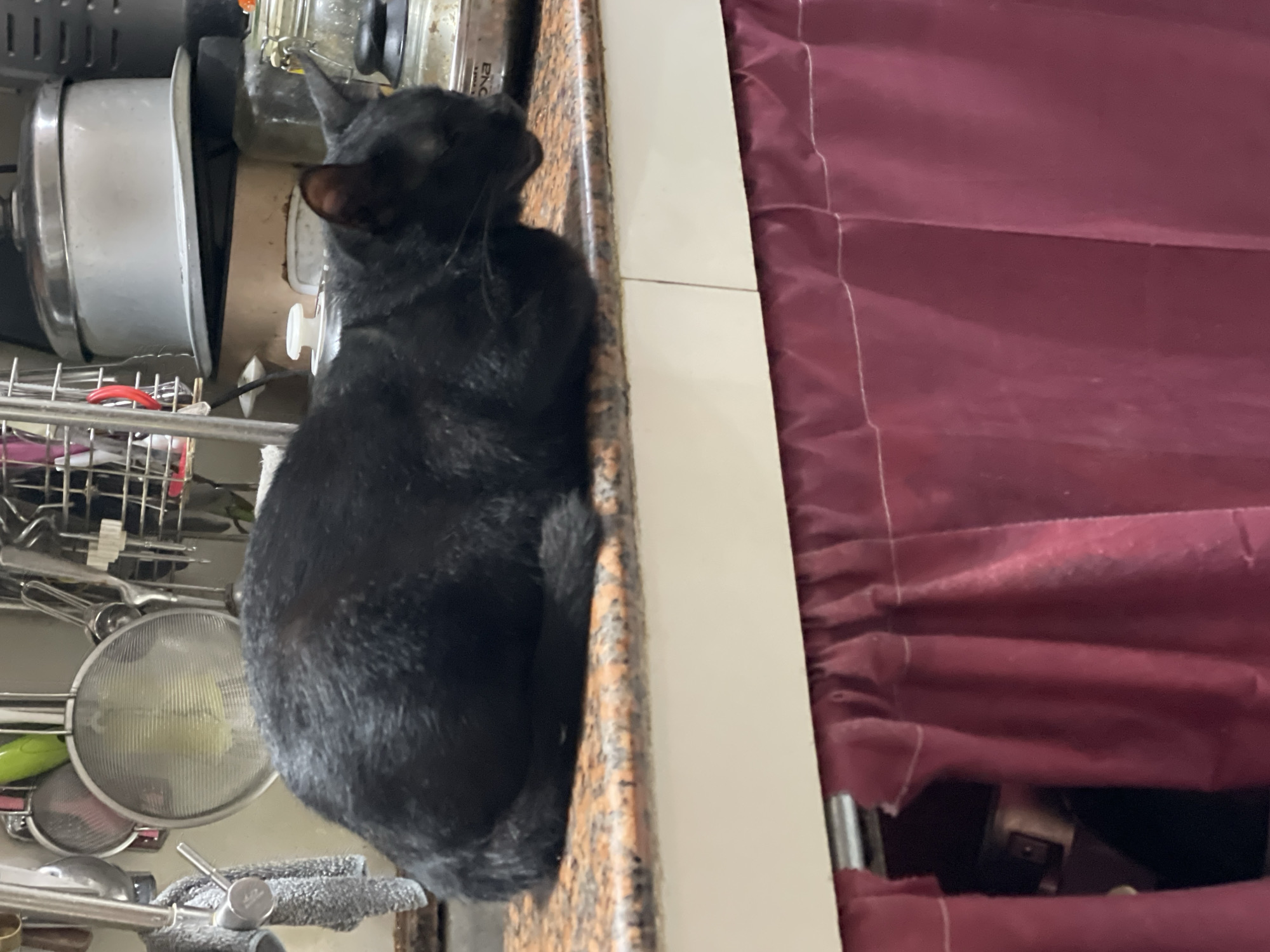 A black cat is perched on a granite countertop, its body angled away from the camera. The cat appears to be looking into a cabinet filled with kitchen utensils, including strainers and other metal implements. To the right of the cat, a textured, maroon fabric hangs down, creating a divided scene. The lighting suggests it could be daytime, as there is ambient light illuminating the kitchen environment. The presence of kitchenware and a granite countertop points to a domestic setting, likely a kitchen. The cat's posture and gaze suggest curiosity or interest in something within the cabinet. There is no visible text in the image. The location context is Davao City, Philippines, though this information cannot be deduced solely from the visual content of the image.