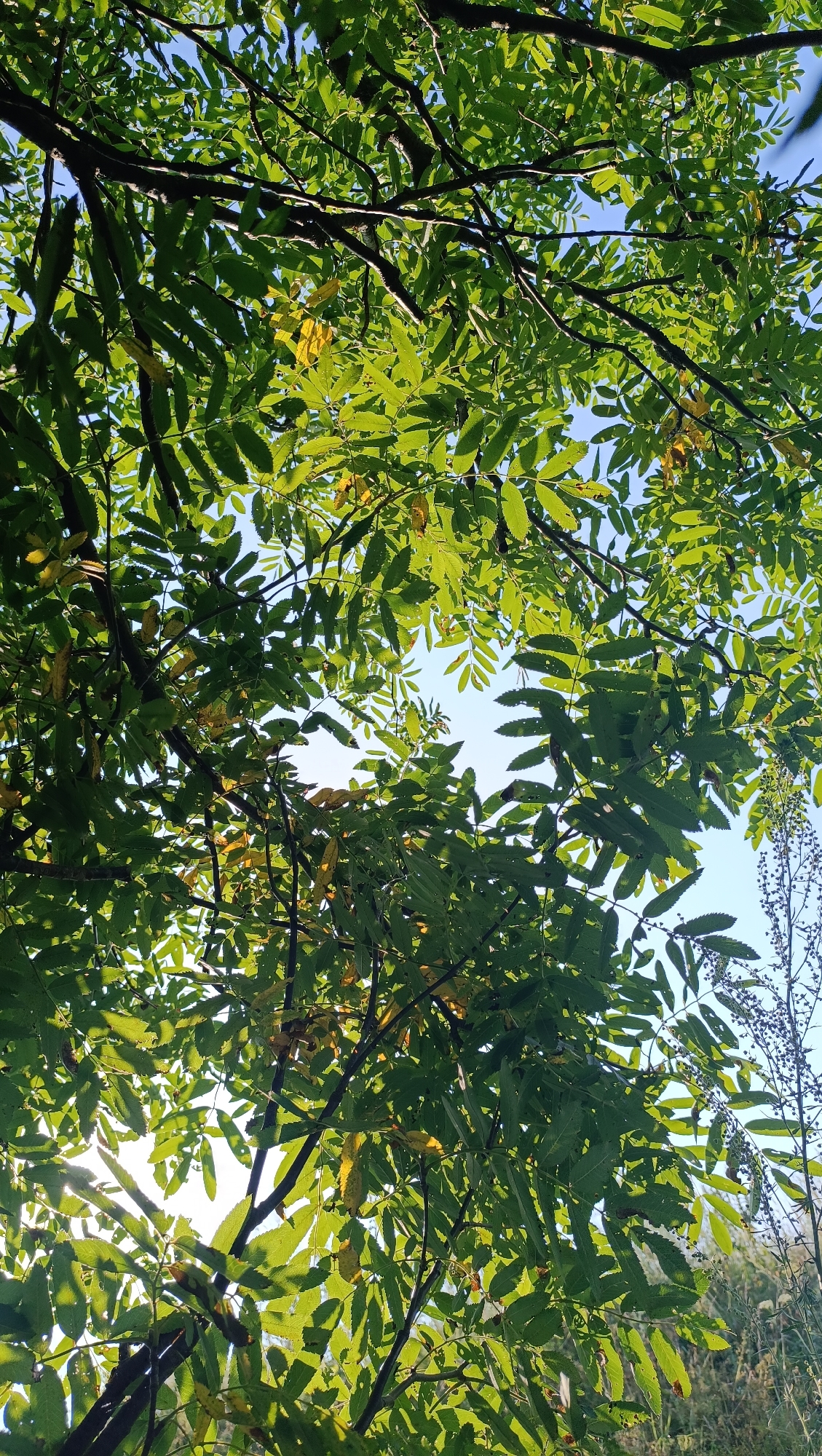 The image shows a view looking up through the dense green foliage of a tree against a clear blue sky. The leaves are serrated and arranged in compound structures. Sunlight filters through the leaves, creating a dappled effect and highlighting some yellowing or browning leaves, suggesting it might be late summer or early autumn. The branches are dark and visible throughout the frame. In the right background, a thin stalk with dark seed-like structures is visible, possibly a dried plant. The image does not depict any urban environment or any specific landmarks that would suggest a location in the city of Karsha, Russia.