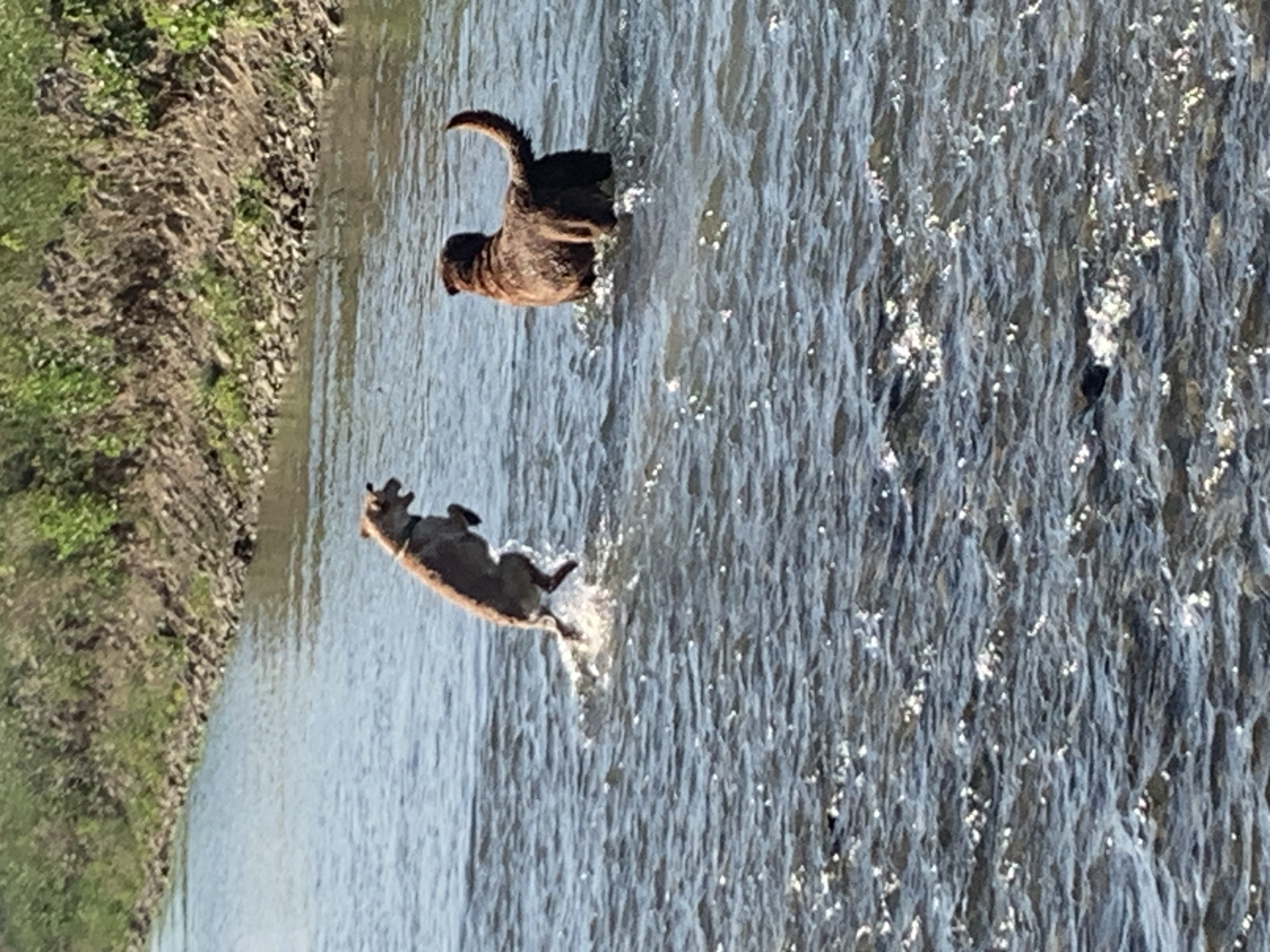 In a shallow, sunlit river, two dogs are interacting. One dog, lighter in color, is captured mid-air as it leaps, splashing water. Its body is angled towards the right, with its head turned towards the other dog. The second dog, darker brown and appearing larger, stands in the water facing away from the camera, with its tail slightly raised. The river has a rocky bank with green vegetation on the right side, and ripples on the water's surface indicate movement. The image is a snapshot of a playful moment between two canine companions in a natural outdoor setting.