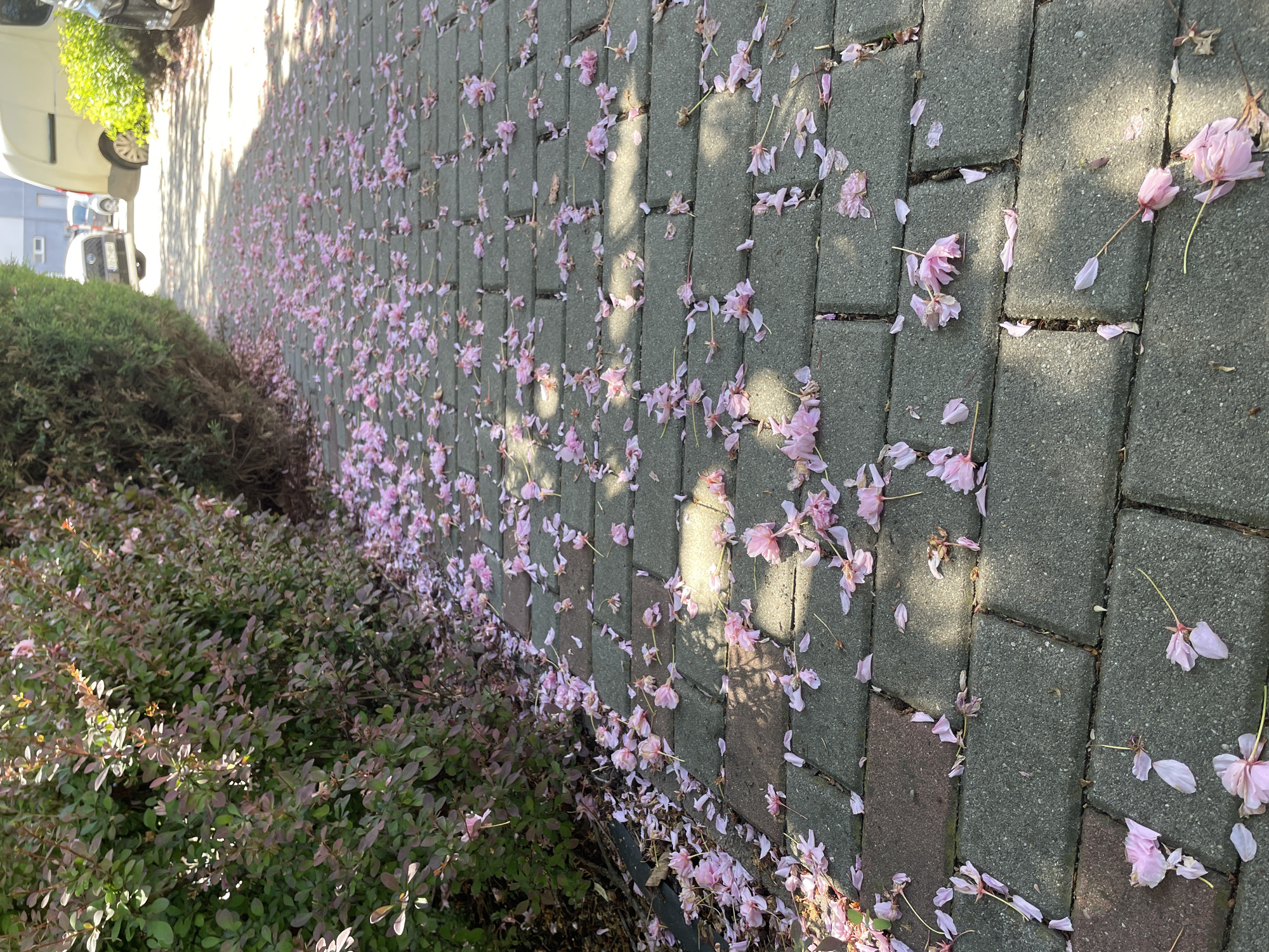 The image shows a section of a brick walkway covered with scattered pink flower petals. The walkway is adjacent to a green bush on the left side of the image. In the background, a parked white car is partially visible. The scene is lit by sunlight, creating shadows across the walkway. The overall impression is one of spring or early summer.