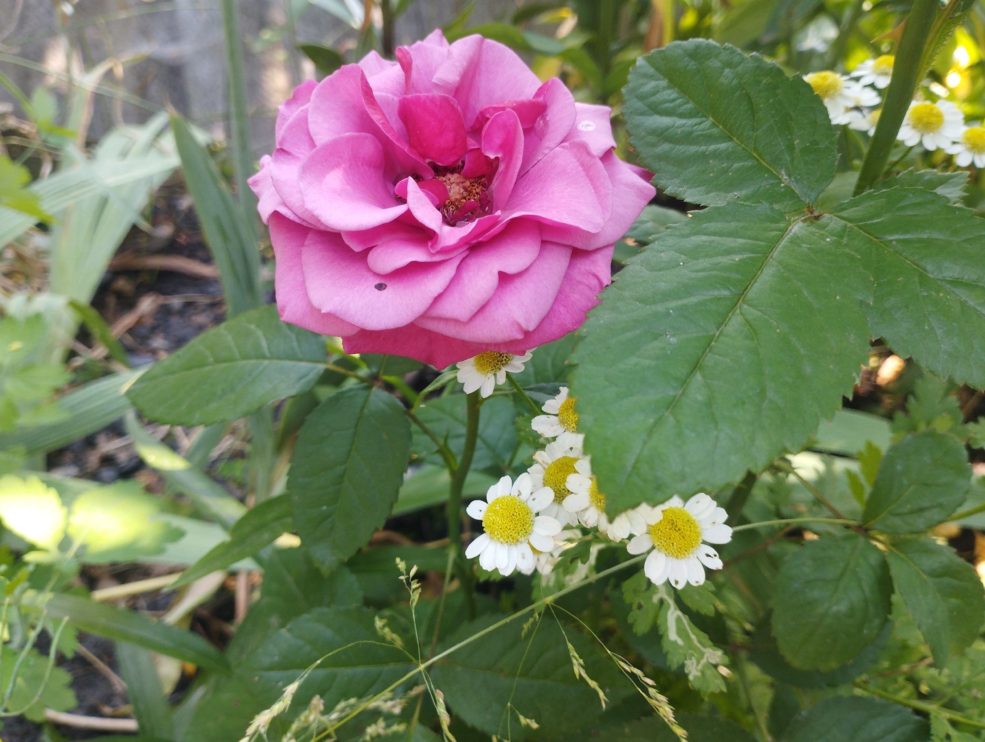 This is a close-up, eye-level, outdoor shot of a pink rose in bloom, surrounded by foliage. The rose is the dominant subject, with its many petals unfurled and a dark center visible. To the right of the rose, a cluster of small, white daisies with yellow centers are in bloom. The background consists of green leaves and stems, with some out-of-focus vegetation and ground cover. Sunlight filters through the leaves, creating bright highlights and dappled light. The scene suggests a garden setting. There is no text visible. The time of day appears to be daytime, likely morning or afternoon, given the quality of light. The weather appears to be clear and sunny. The location context is Baryshivka, Ukraine.