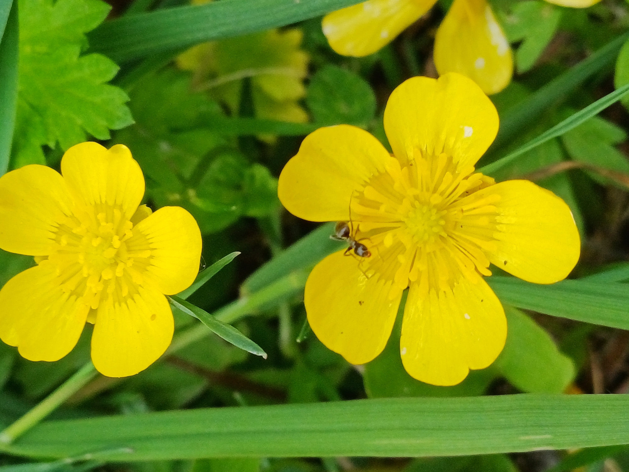 The image is a close-up shot of two bright yellow buttercup flowers in a natural setting. An ant is visible on the petals of the lower flower. The flowers are surrounded by green grass and leaves. The lighting suggests it is daytime. The image was taken in Riga, Latvia.