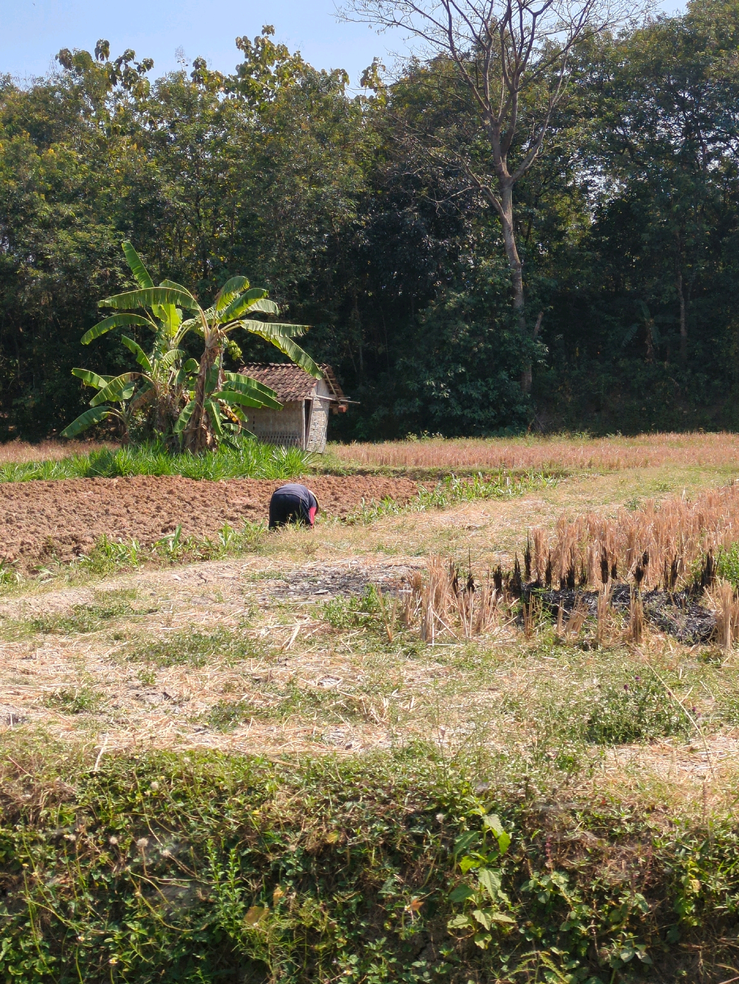 In Sindon, Indonesia, a person wearing a dark shirt and red head covering is bent over in a field, appearing to be tending to crops. The field is a mix of dry stubble and freshly tilled brown soil. To the left, a small, rustic structure with a tiled roof stands near a cluster of banana trees. The background is dominated by a dense, dark green forest under a clear blue sky.