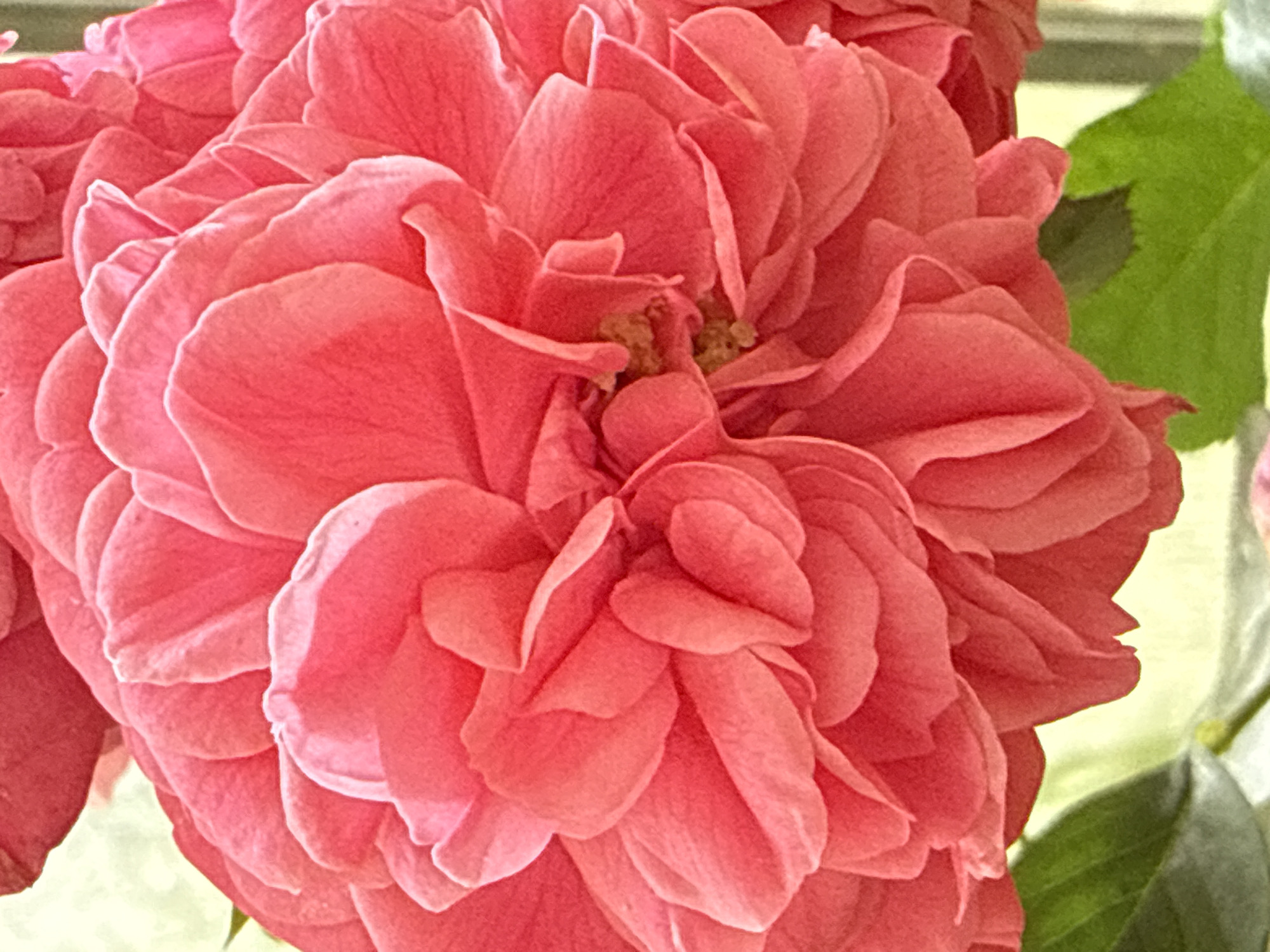 The image is a close-up, vertical shot of a bright pink, multi-petaled flower, likely a rose or camellia, set against a soft, out-of-focus background of muted green leaves and a pale yellow-green hue. The flower dominates the frame, its intricate layers of petals creating a sense of depth and texture. The lighting highlights the delicate curves and edges of the petals, with some areas appearing almost translucent due to the light passing through them. The color palette is predominantly warm, with varying shades of pink and coral. There is no discernible human presence or activity. The environment suggests an outdoor setting, possibly a garden, given the presence of leaves. No specific details about the city of Залесье Снт, Russia, can be identified from the image itself, other than the potential for it to be a location where such flora might be found.