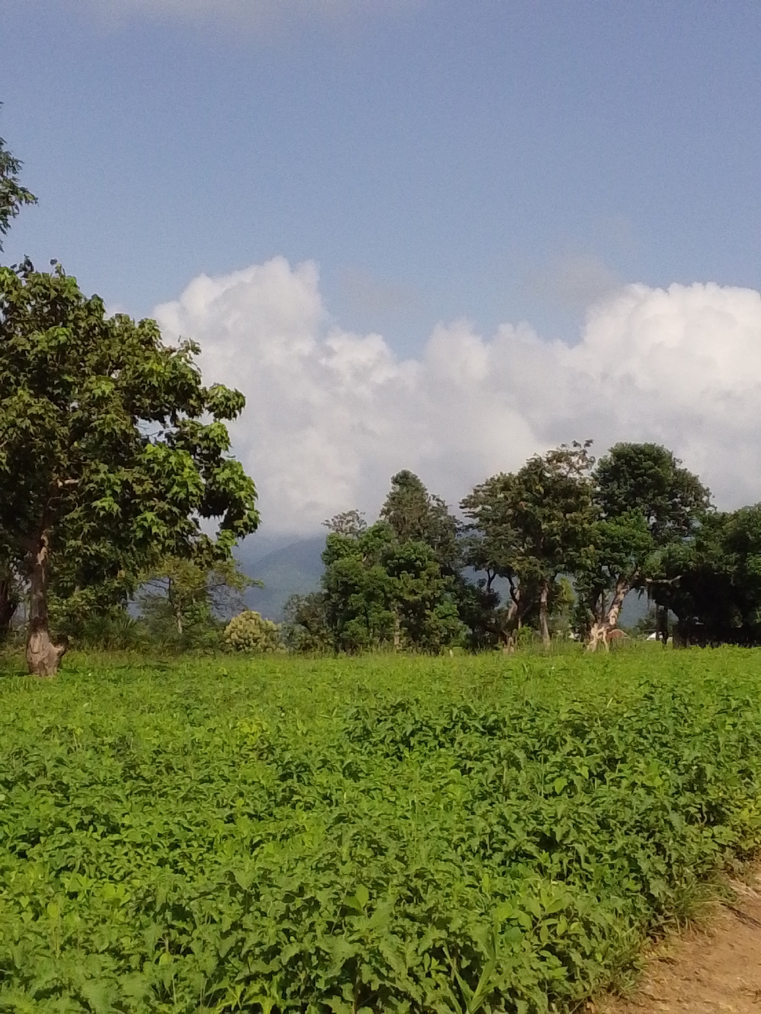This is a vertical, eye-level shot of a lush, green field in the city of Serti, Nigeria. The field is densely covered with low-lying, leafy plants, creating a carpet of green that extends to the left and right edges of the frame. A dirt path is visible along the lower right side of the image. In the middle ground, a line of trees with full, green canopies stands tall, partially obscuring a hazy mountain range in the distance. The sky above is a pale blue, dotted with fluffy white clouds. The overall impression is one of a serene, natural landscape. There are no people or animals visible in the image.