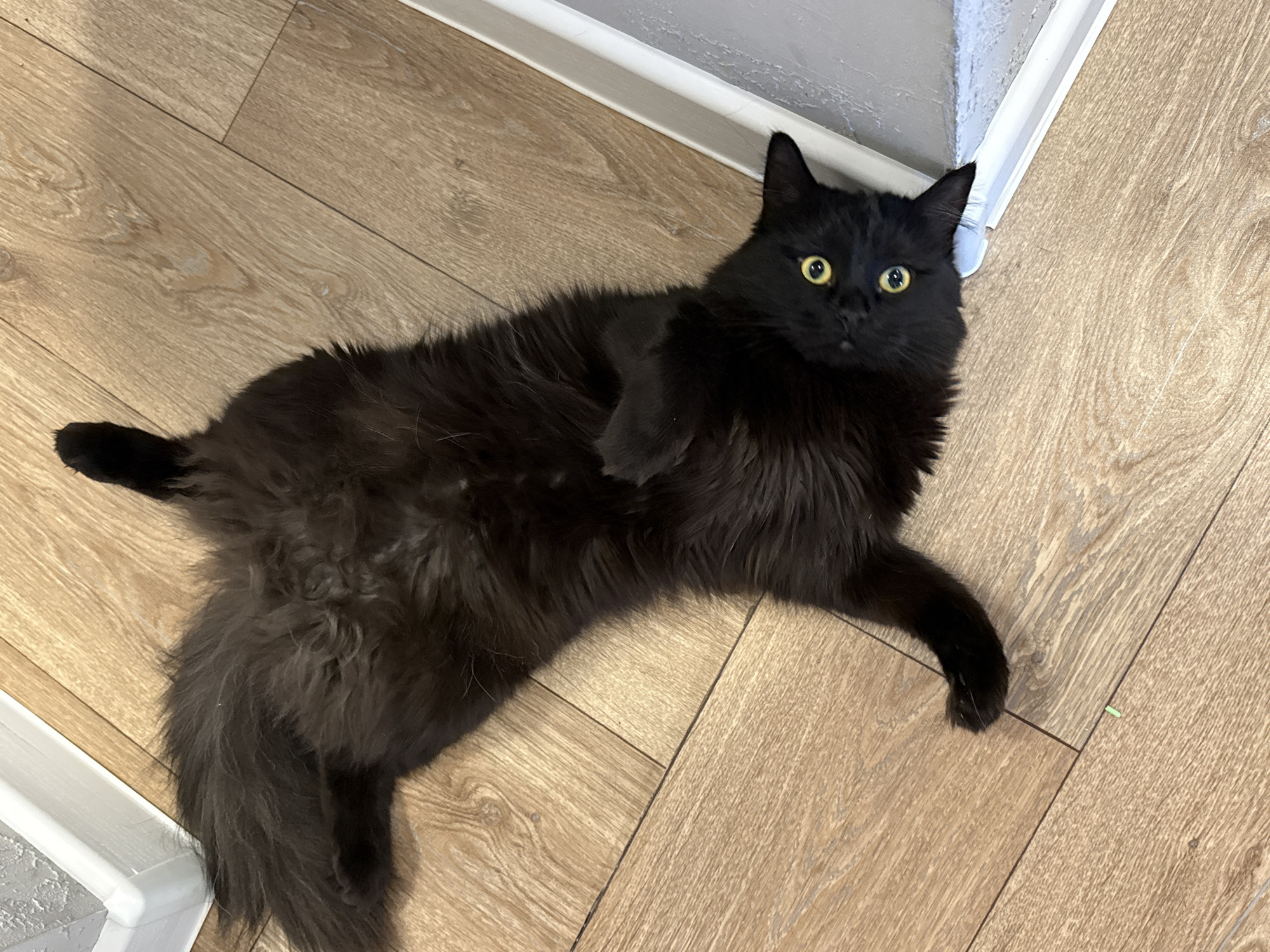 A fluffy black cat lies on a light brown laminate floor. The cat has yellow eyes and is positioned near a white baseboard and gray wall corner. The environment suggests an indoor setting. The location is not determinable from the provided image.