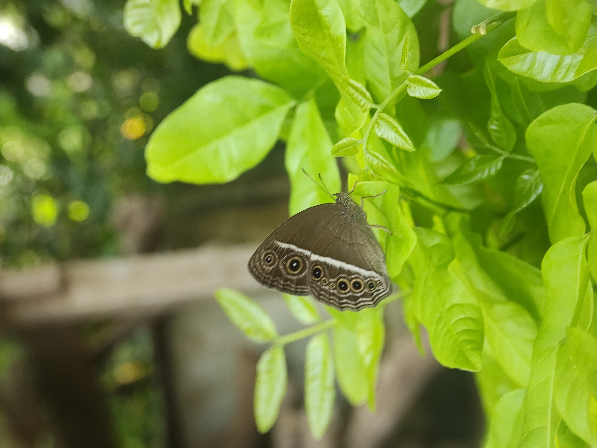 A brown butterfly with a row of eye-like spots along the edge of its wings perches on bright green leaves. The background is blurred, showing a hint of foliage and a wooden structure. This photograph was taken in Lhokseumawe, Indonesia.