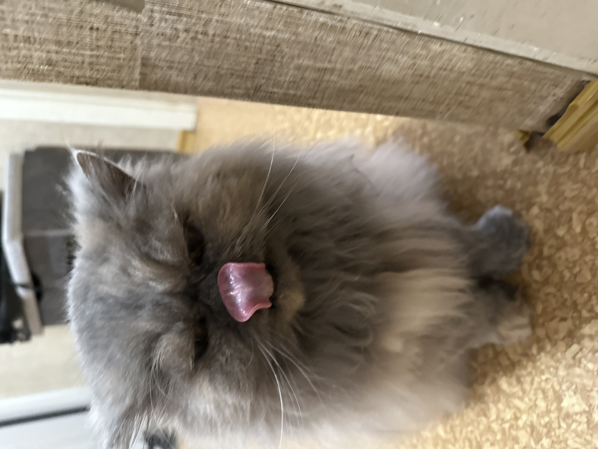 This media file features a fluffy grey cat, possibly a Persian or a similar long-haired breed, lying on a light-colored, textured surface, likely a carpet or rug. The cat's head is prominently displayed, with its pink tongue extended outwards, suggesting it is in the process of licking its nose or grooming. Its dense, soft grey fur is visible across its face and body, along with several long, white whiskers. Dark eyes are partially visible.
The background includes a blurry, light brown or beige textured surface beneath the cat, and what appears to be the underside of a wooden or laminated shelf or table directly above the cat. The overall scene is indoors, with ambient lighting that suggests daytime. The cat appears relaxed and focused on its activity. There are no people present, nor any discernible text. The setting is likely a home environment, and the provided context places this scene in Chaikovsky, Russia.