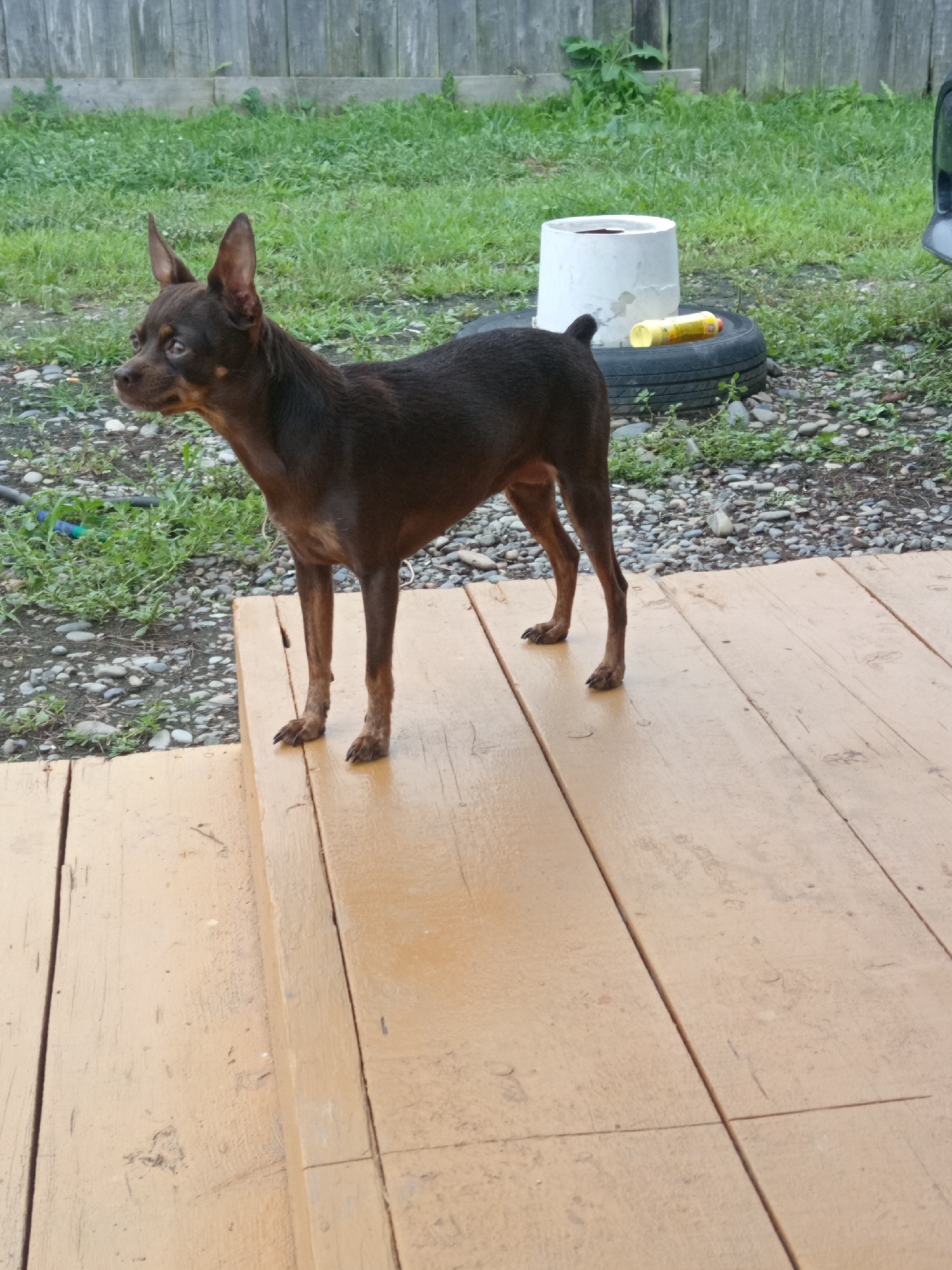 A brown Miniature Pinscher stands on a wooden deck in an outdoor area. The dog is facing left, with its head turned towards the left side of the frame. Its ears are erect, and its tail is curled upwards. The deck is made of light-colored wooden planks, some of which appear wet. Behind the dog, there is a patch of green grass and gravel. In the background, a wooden fence runs horizontally across the image, with some overgrown vegetation visible behind it. A white cylindrical object, possibly a planter, sits on a black tire. A yellow can or bottle is also present near the tire. The scene appears to be located in a backyard or a similar outdoor setting.