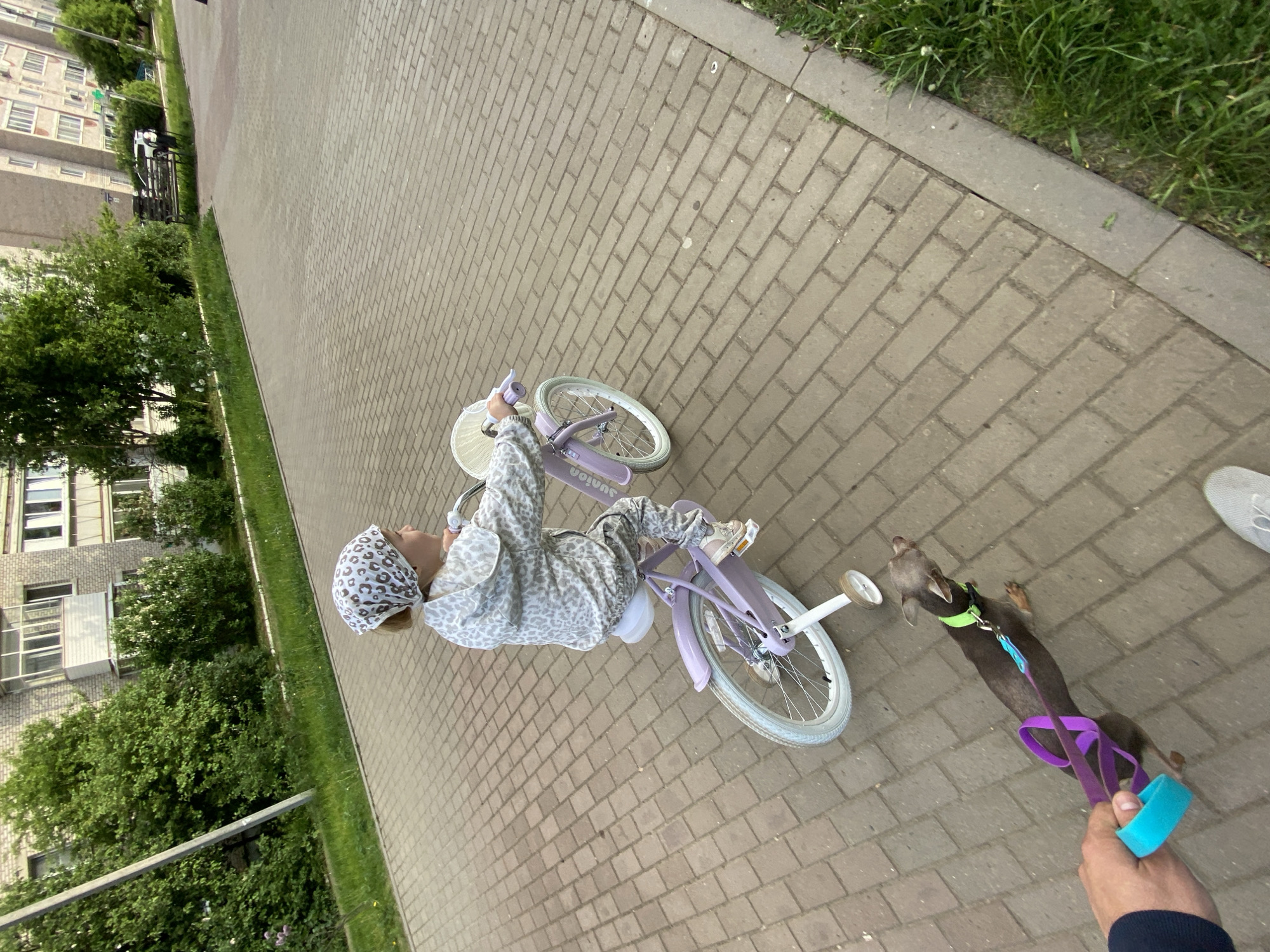 A young child wearing a patterned outfit and helmet rides a lilac-colored bicycle on a brick pathway. A small, brown dachshund wearing a green collar is being led on a purple leash held by a person out of view. The pathway is next to a grassy area and a multi-story building with trees in front of it. The location is the city of Chaikovsky, Russia.