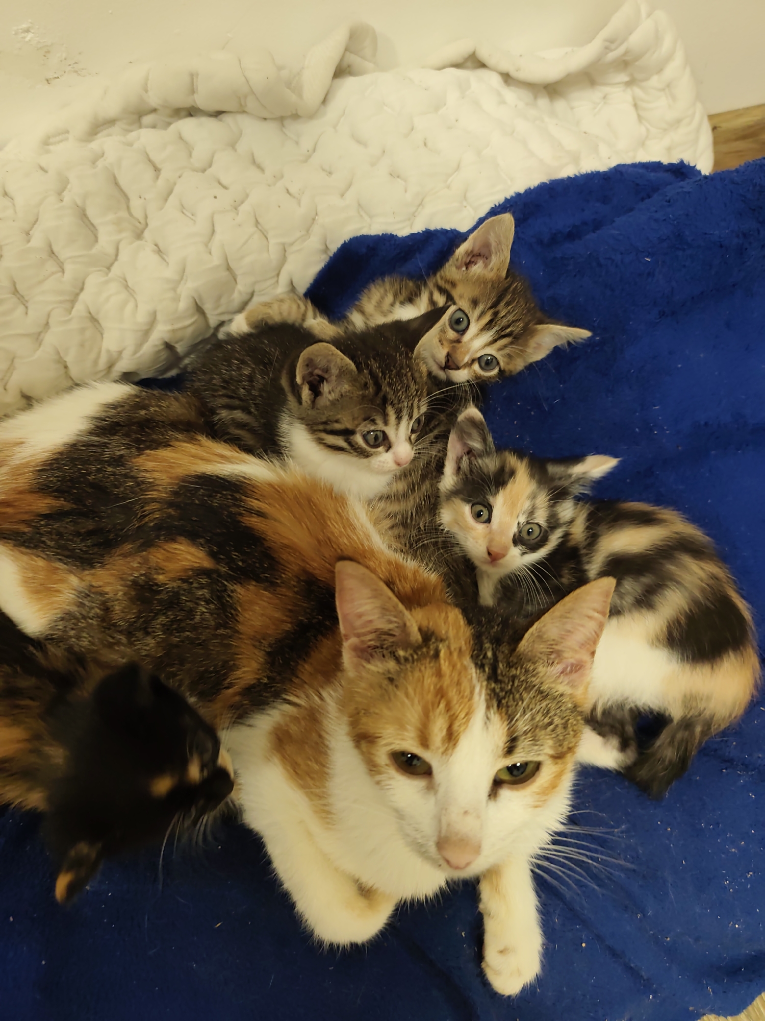 A high-angle, indoor shot shows a mother cat lying on a blue blanket with five kittens nestled around her. A white comforter is visible in the upper left corner. The mother cat is mostly white with patches of orange and brown fur and is looking directly at the camera. Four kittens have calico or tabby markings. A fifth kitten has black fur and is located toward the lower left. No people are visible. The location is unspecified and there is no indication of the city of Smolyan, Bulgaria.