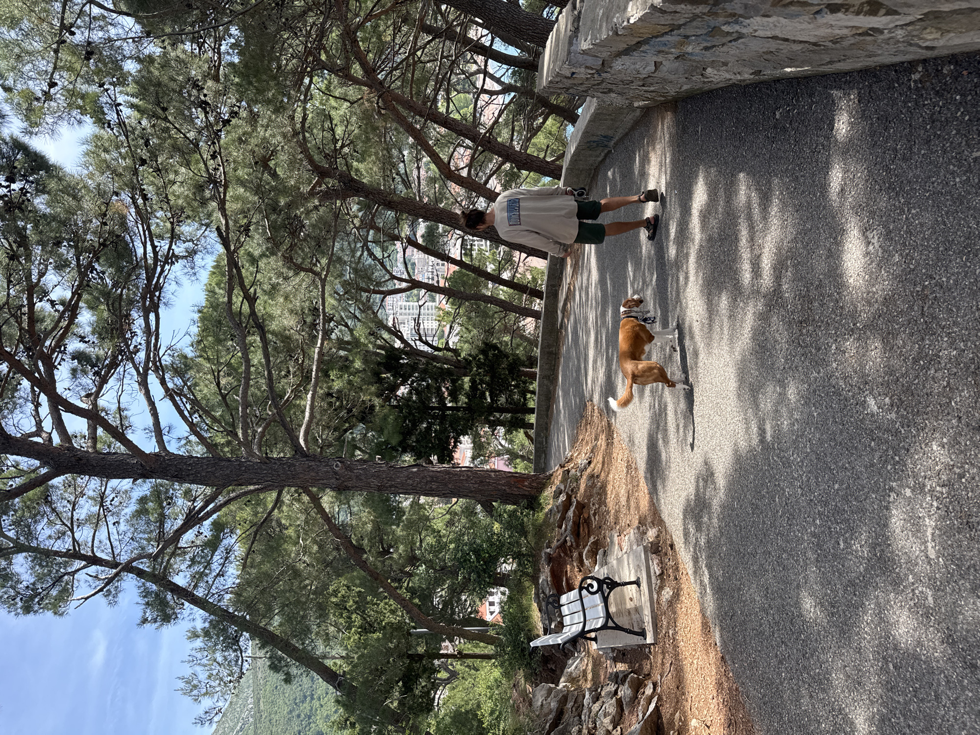 A man and his dog are on a paved path lined with tall, mature trees. The man is facing away from the camera, wearing a light-colored sweatshirt, green shorts, and dark shoes. A leashed brown and white dog stands on the path to his right. Beyond the trees, buildings in Petrovac na Moru, Montenegro, can be seen. A white bench with black metal detailing sits slightly below the path. The day is sunny, casting shadows of the trees on the ground. A stone wall borders the upper side of the path.