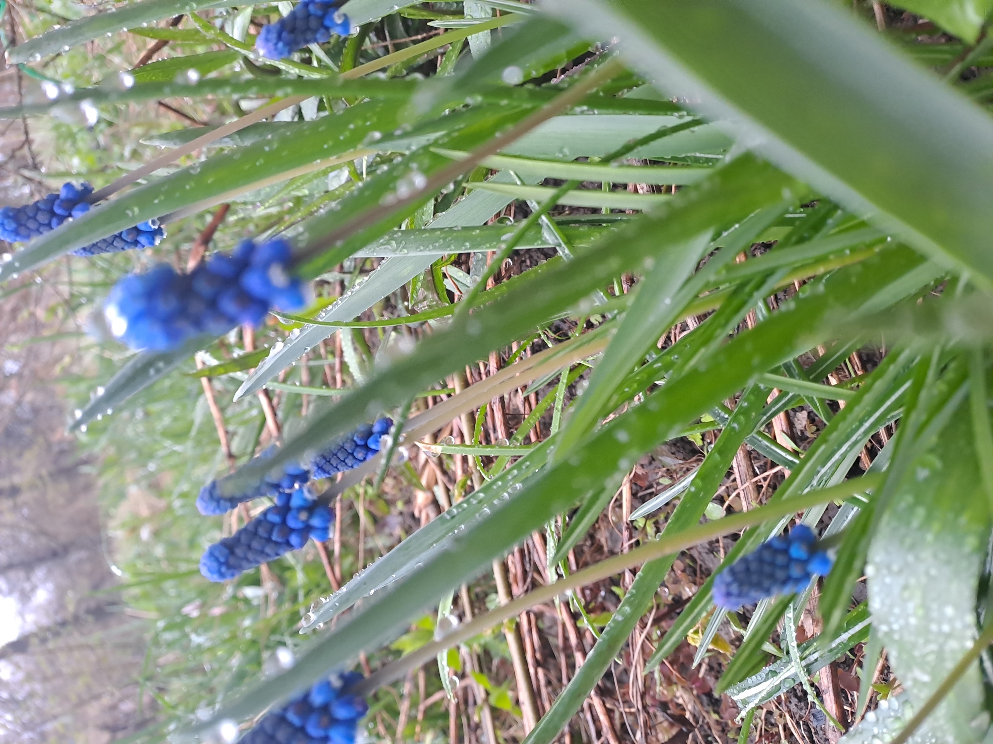 The image shows a close-up of blue muscari flowers and green foliage with water droplets, likely taken outdoors. The background is blurred. The location is specified as Elektrostal, Russia. There are no people visible in the image.