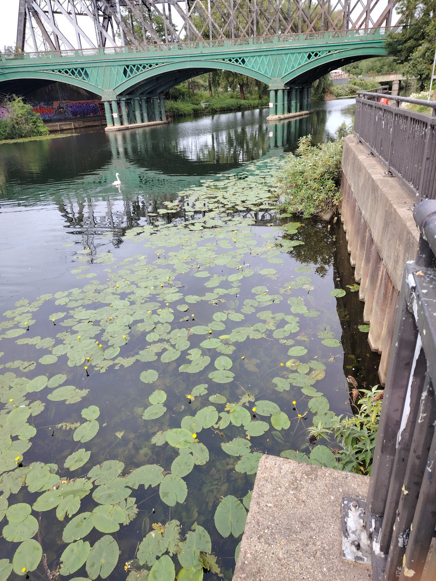 The image depicts a section of the River Nene in Peterborough, United Kingdom, viewed from an elevated position on the right bank.
In the foreground on the right, a dark metal railing runs vertically, terminating at a rough concrete surface. A concrete retaining wall with vertical dark pilasters or supports lines the riverbank below the railing. Green foliage protrudes from the bank near the water.
The majority of the river's surface is covered with numerous green lily pads (likely yellow water-lilies, *Nuphar lutea*), many displaying small yellow flowers on short stalks. The water is dark and reflective. A single white swan swims towards the upper left, creating ripples, with its reflection visible beneath it.
In the midground, the prominent **Town Bridge** (also known as the Green Bridge or Crescent Bridge) spans the river. This is a green, ornate metal bridge featuring two large arches with decorative lattice-work, supported by a central pier and abutments on the banks. Under the left arch, a concrete wall on the riverbank is covered in multi-colored graffiti.
Above and behind the Town Bridge, the **Nene Valley Railway Bridge** is visible, a larger, darker metal truss bridge with a complex diagonal framework. Both riverbanks beyond the immediate foreground are heavily vegetated with trees and bushes. The sky is overcast.
