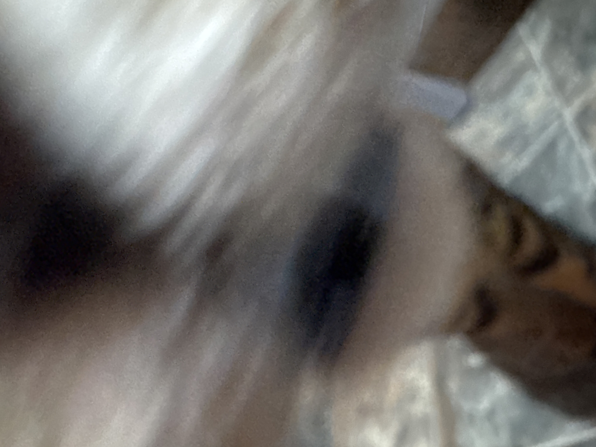 The image shows a blurred close-up of fur, with white and brown patches. Part of a striped object is visible at the right edge. The setting appears to be indoors, and there are no people in the frame. No information in the image connects it to Desborough, United Kingdom.