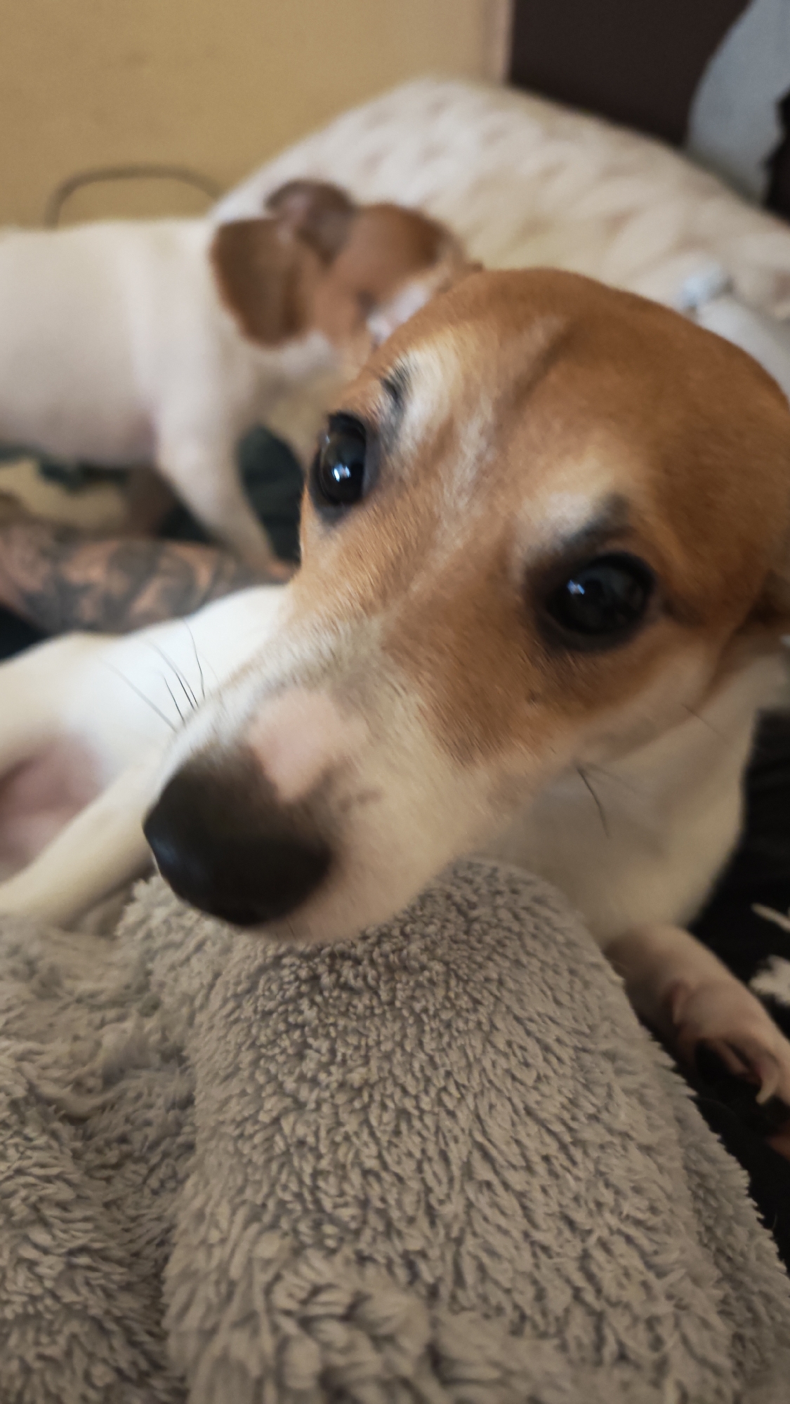 The image shows a close-up view of a tan and white Jack Russell Terrier dog. The dog is lying down on a grey, soft blanket. The dog's face is in focus, with its black nose and dark eyes clearly visible. Another dog is visible in the background, also tan and white, but it is out of focus. The presence of a tattooed arm suggests the presence of a person in the frame. The setting is likely indoors. There is no information in the image to indicate the city of Plovdiv, Bulgaria.