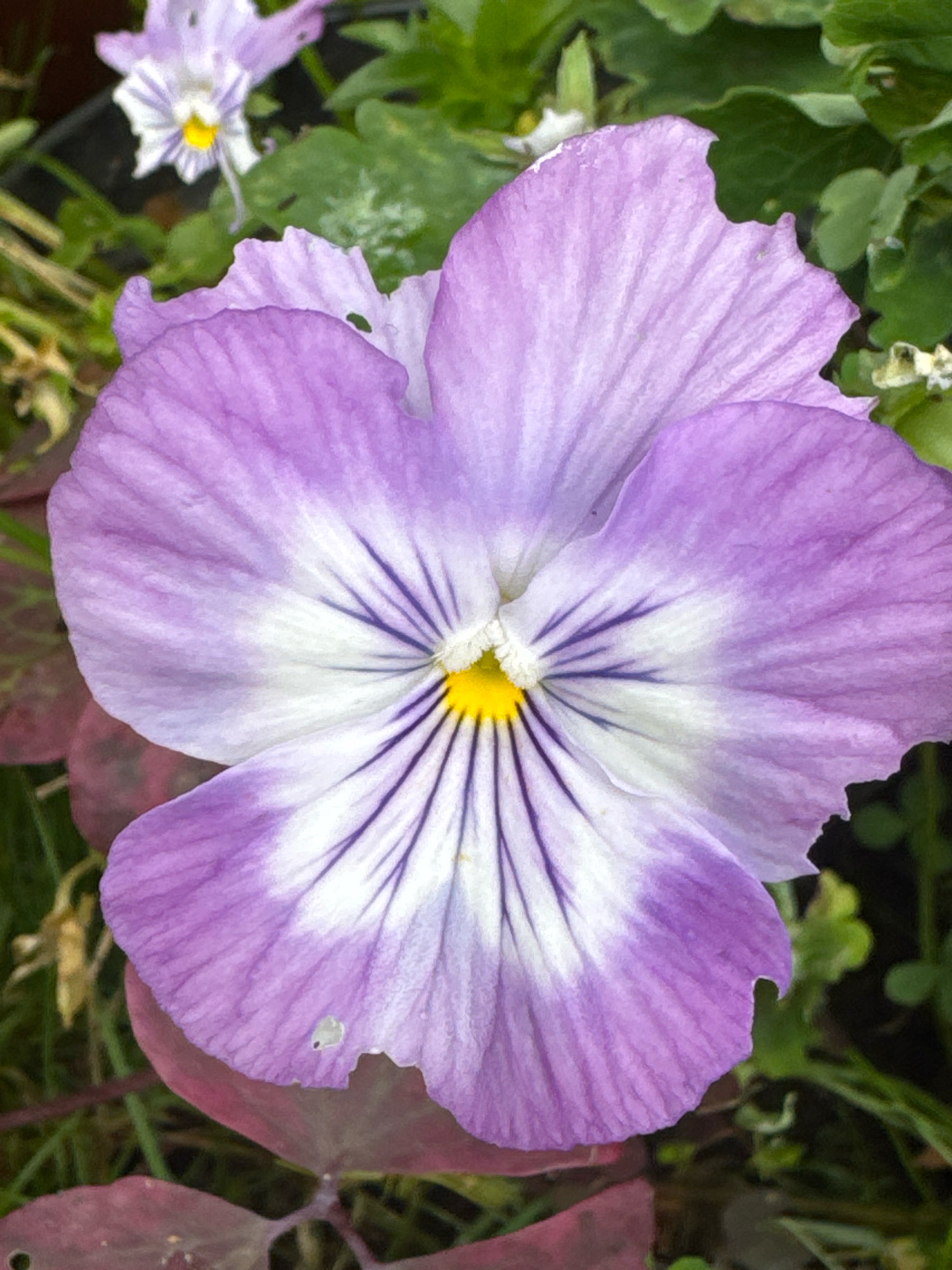The image shows a close-up, head-on view of a purple and white pansy flower. The flower has five petals, with the upper two petals being primarily purple and the lower three having a white center with purple veins radiating outwards. The center of the flower is a bright yellow stamen. The background is blurred green foliage and some reddish-brown leaves. The image appears to have been taken outdoors. There is no indication of the location being in the city of Ленинградская, Russia.