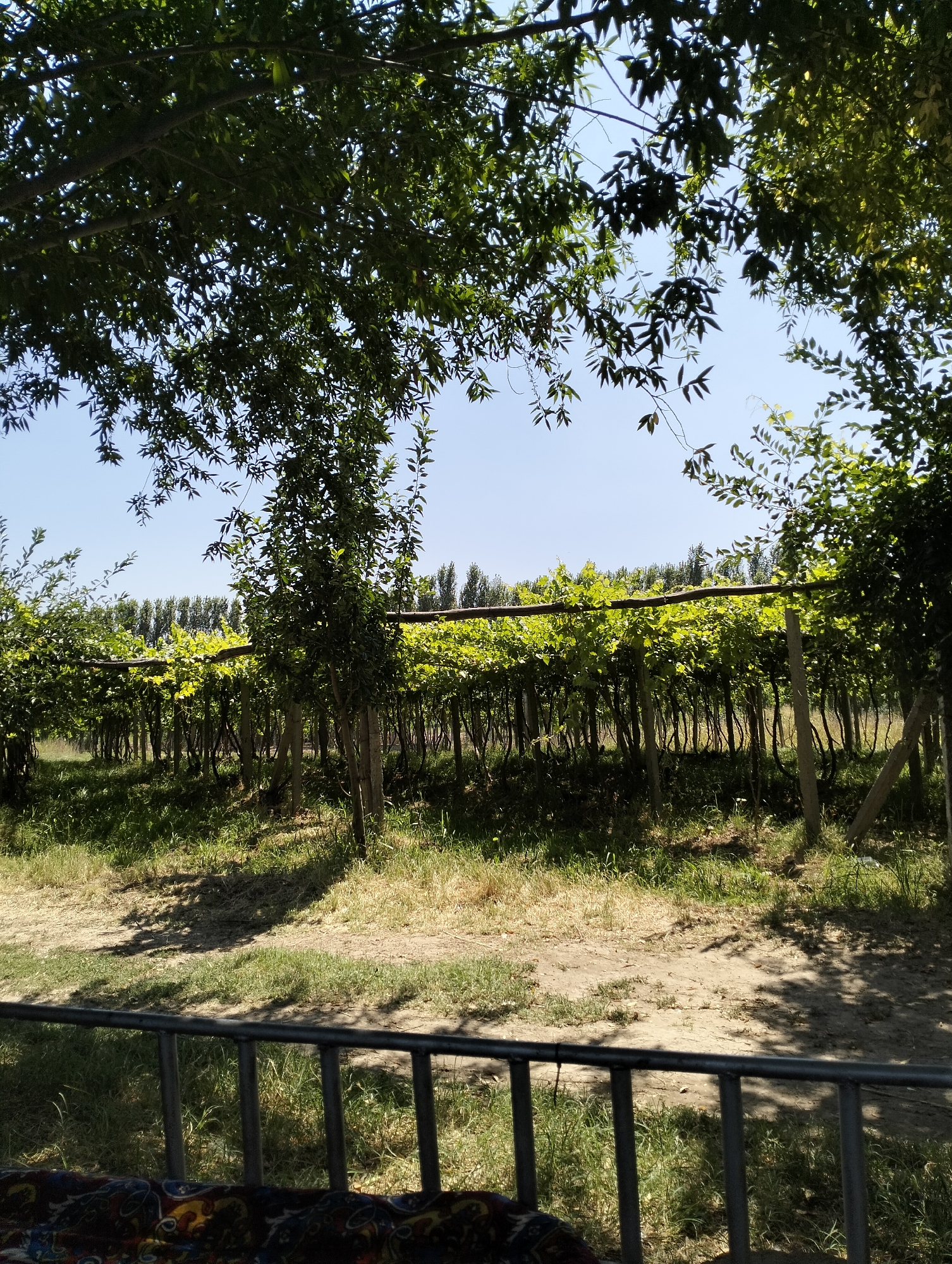 This media file depicts a scenic view of a vineyard in Aktam (Tashminvody), Uzbekistan. The scene is bathed in the bright sunlight of a clear day, suggesting it was captured during midday. The vineyard features rows of grapevines supported by wooden trellises and concrete posts, with lush green leaves creating a vibrant canopy. The vines are densely planted, extending into the background where a line of tall trees forms a natural border.
In the foreground, a dusty path covered with sparse grass leads towards the vineyard. A dark metal railing is visible across the bottom of the frame, with a patterned textile underneath, hinting at a seating area or overlook. The overall atmosphere is peaceful and idyllic, typical of a rural setting during a sunny season. The focus is on the natural beauty of the vineyard and its surroundings. There is no visible text in the image.