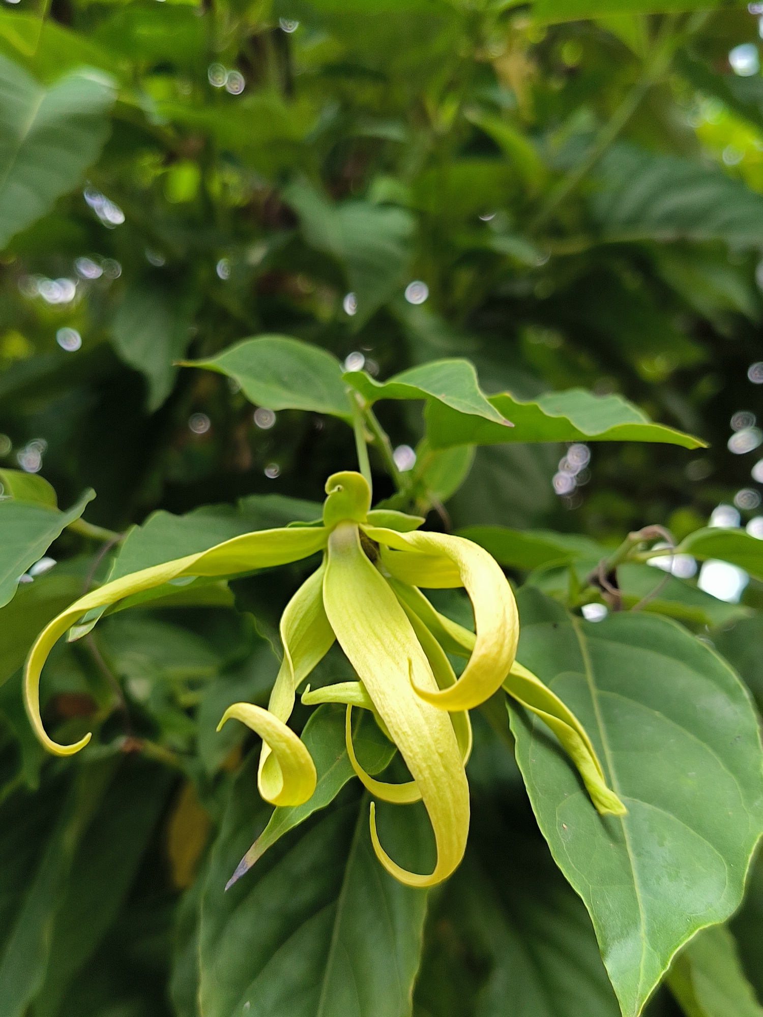 A close-up, eye-level shot captures a yellow ylang-ylang flower in full bloom, its petals gracefully unfurling amidst lush green foliage. The flower's delicate, spiraling petals create an intricate natural sculpture against the blurred background of leaves. The image is likely taken in Lhokseumawe, Indonesia, a region known for its tropical flora. The lighting suggests it is daytime, with soft light illuminating the flower and creating bokeh effects from the out-of-focus background. The overall atmosphere is serene and naturalistic, highlighting the beauty of the ylang-ylang blossom.